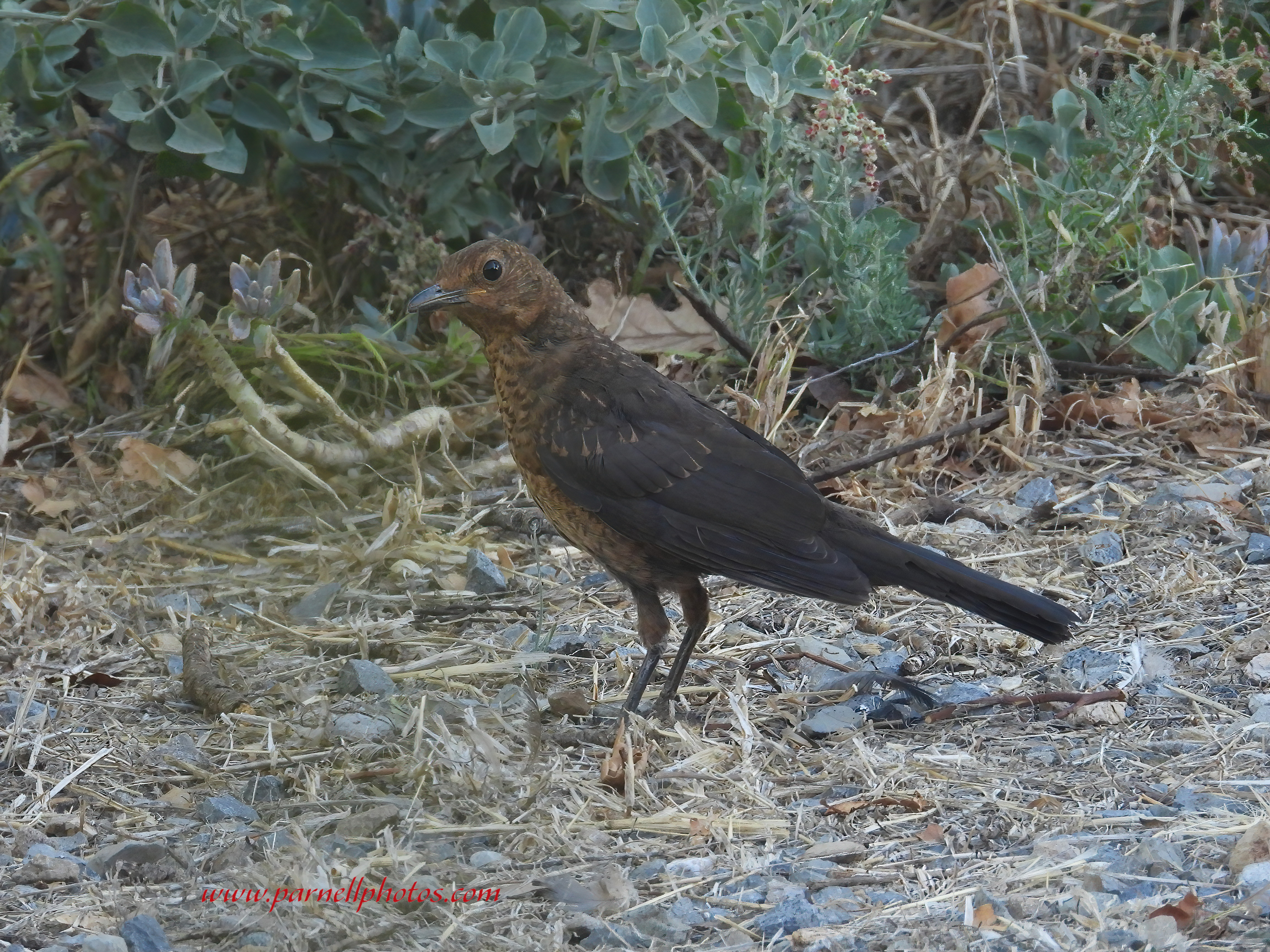 Juvenile Blackbird on Ground