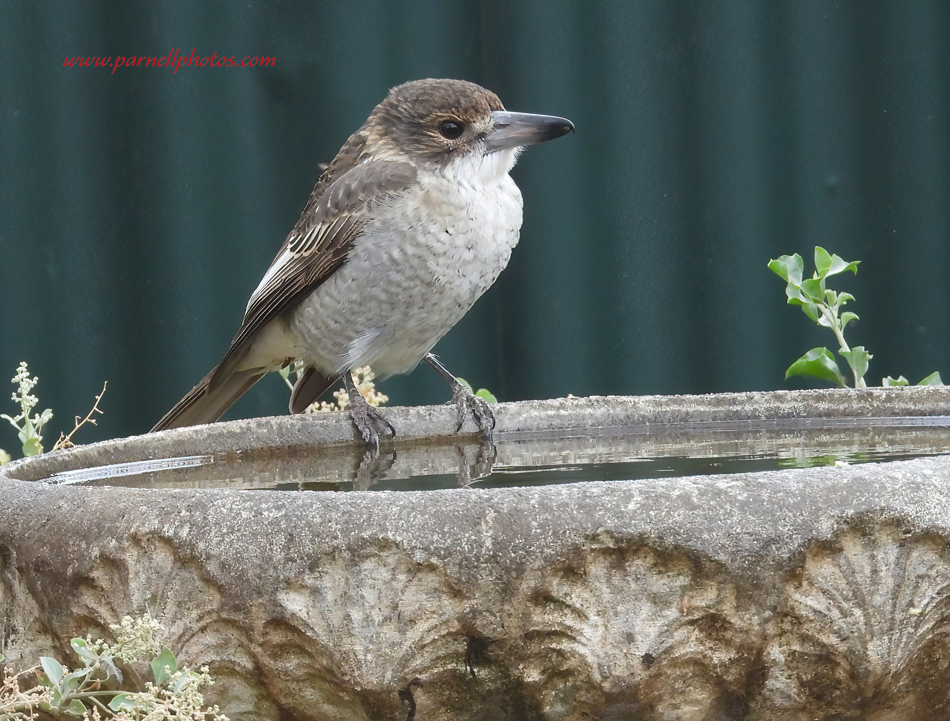 Juvenile Grey Butcherbird Bath