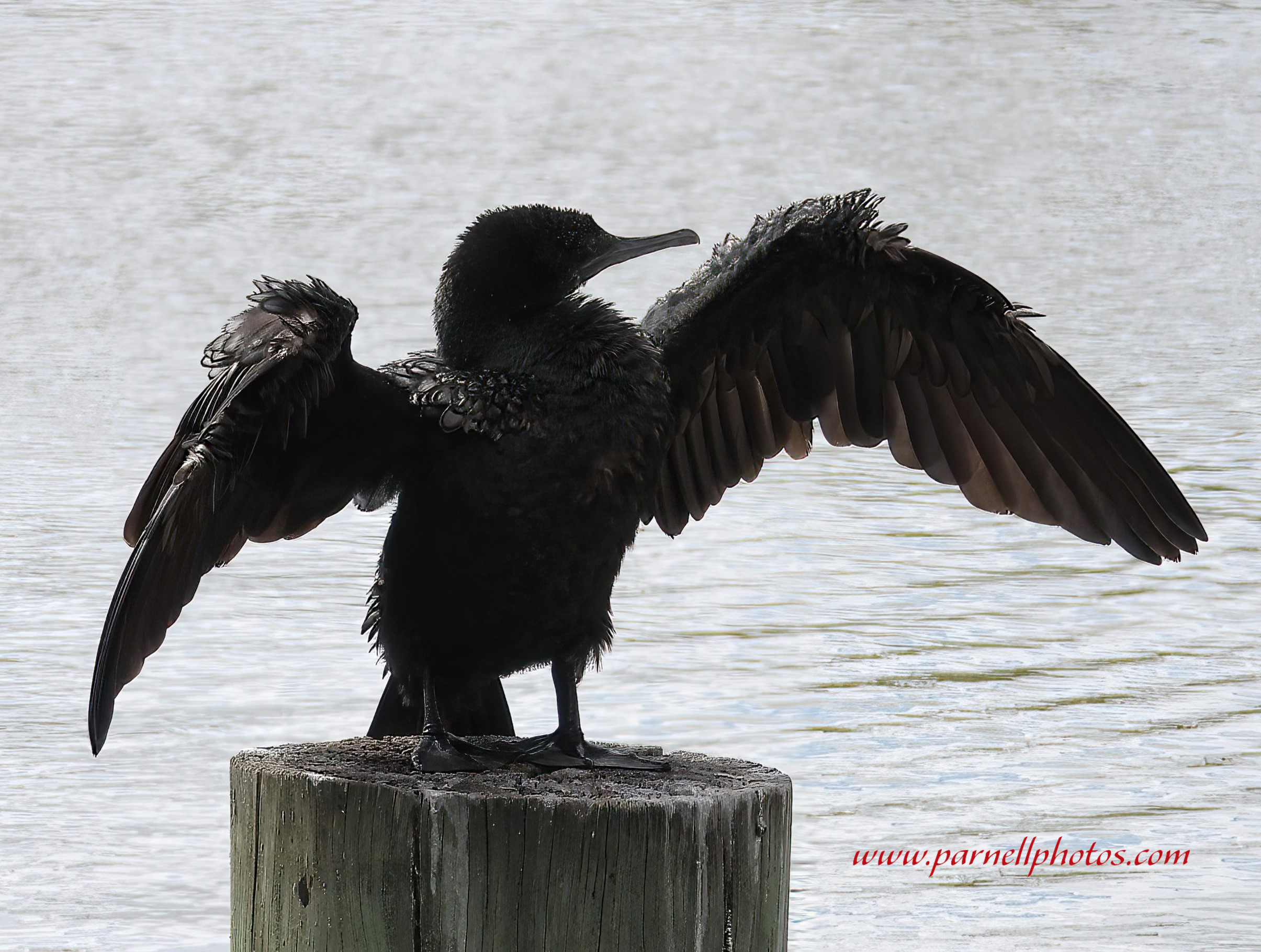 Little Black Cormorant Front