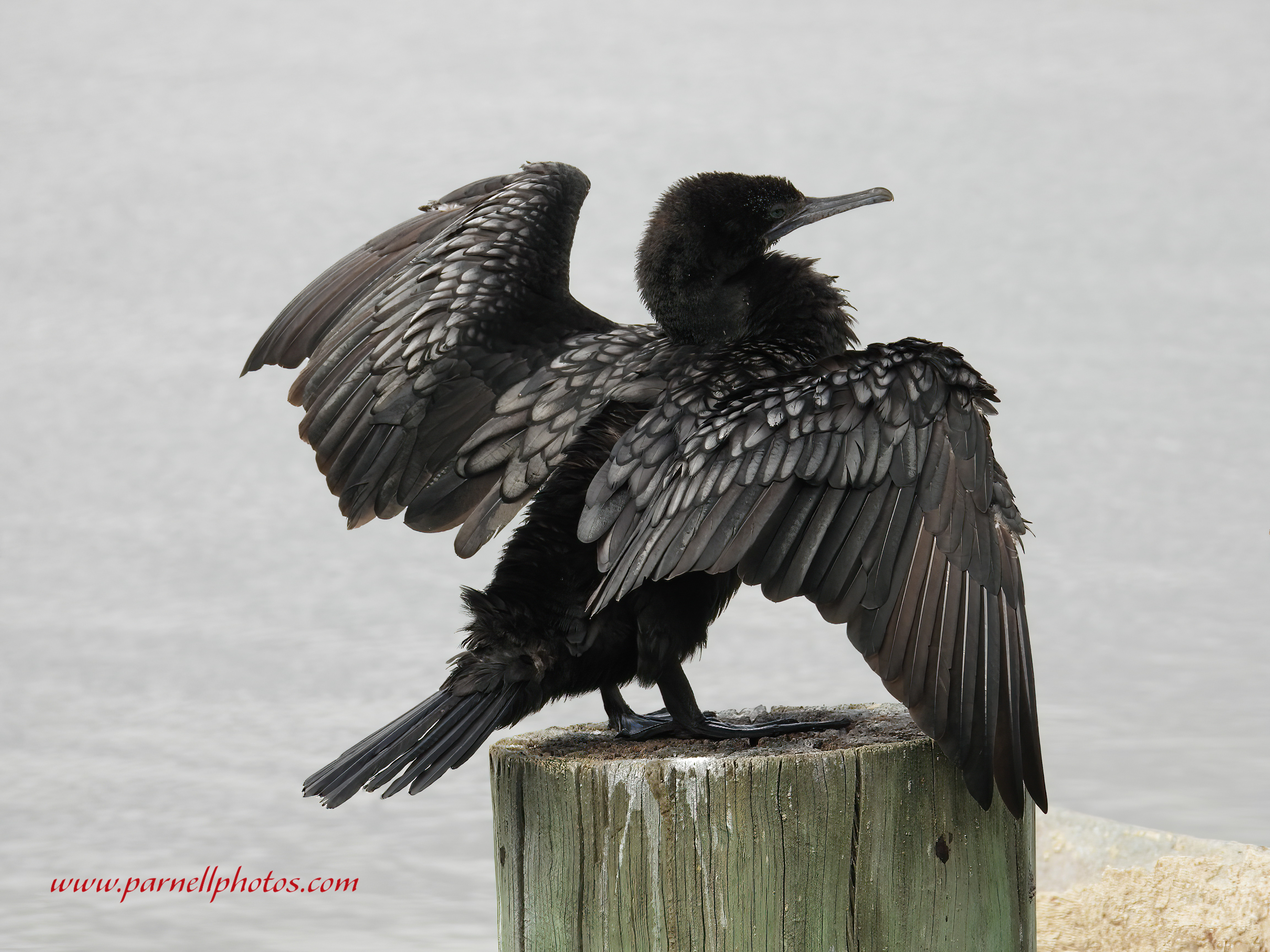 Little Black Cormorant Back