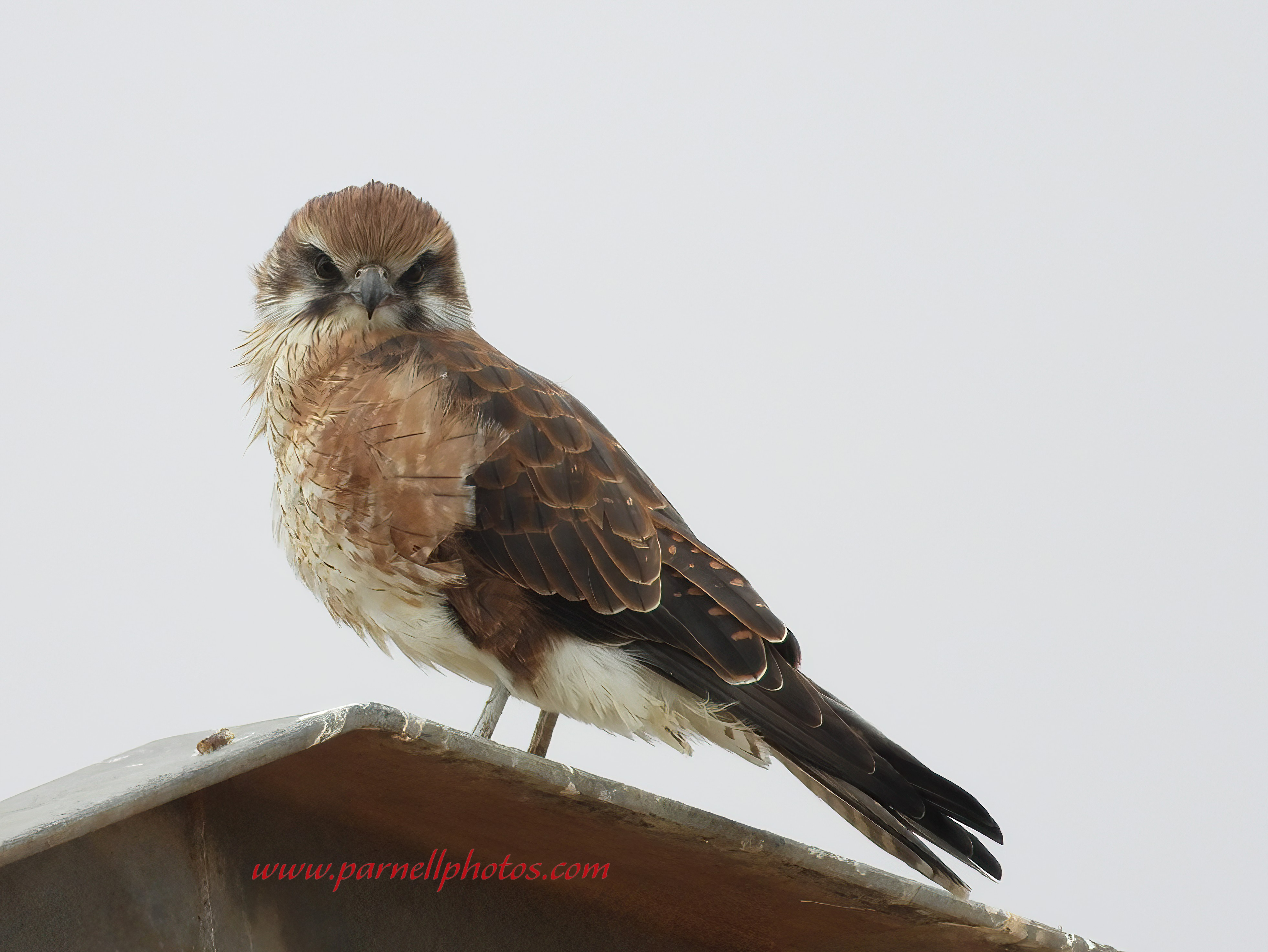 Look at Me, Brown Falcon