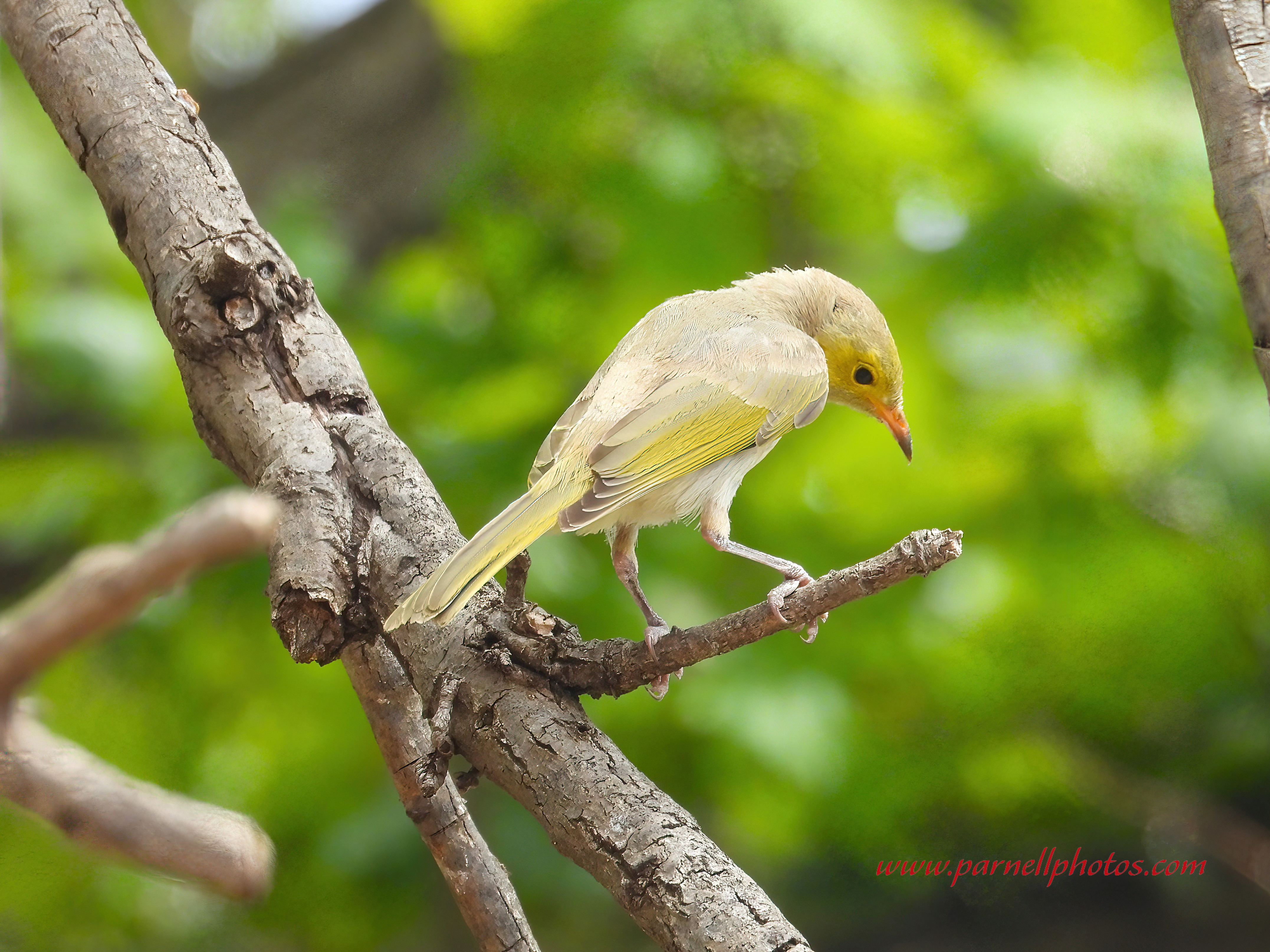 Lovely White-plumed Honeyeater