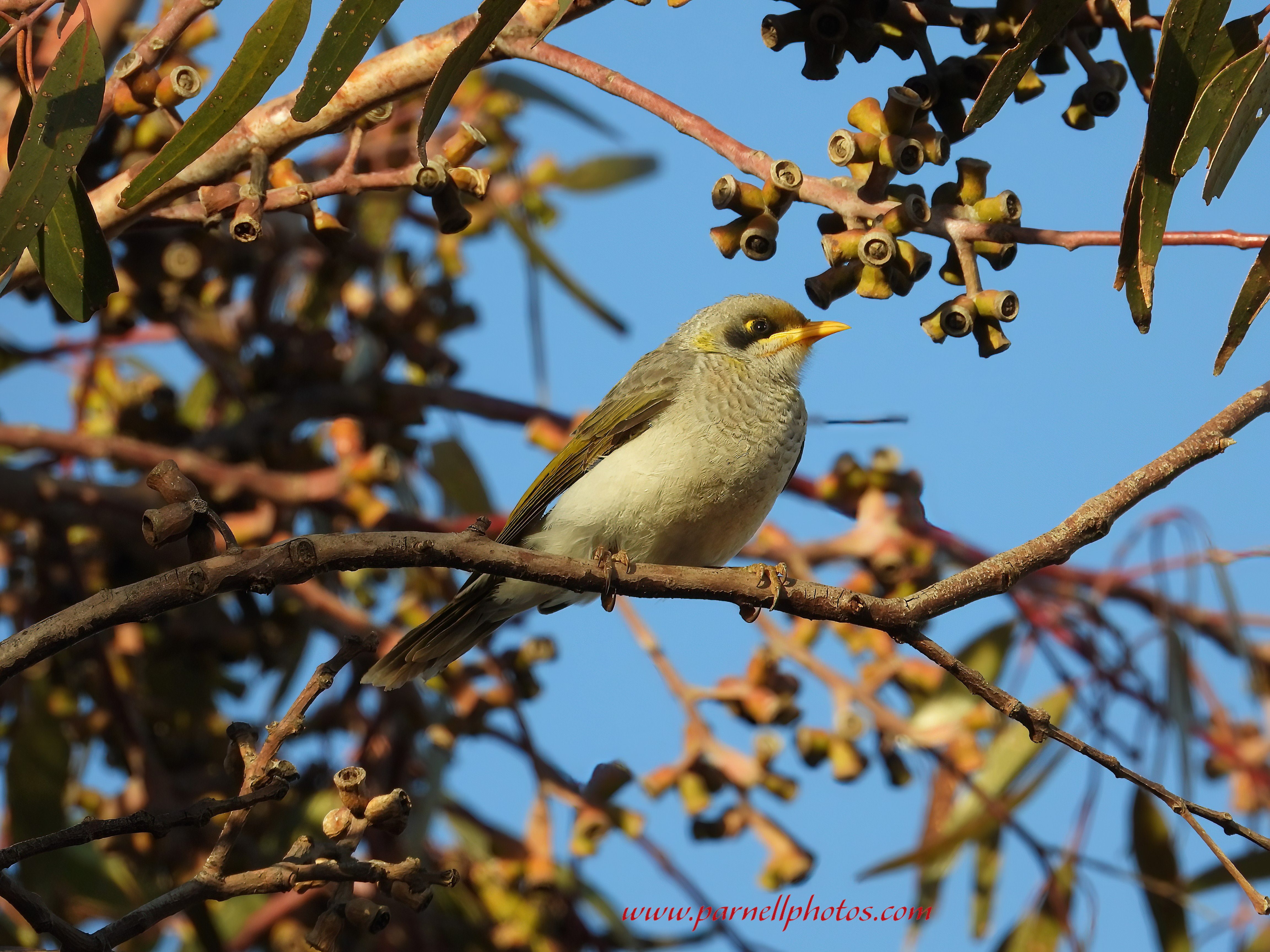 Miner Bird Autumn Day