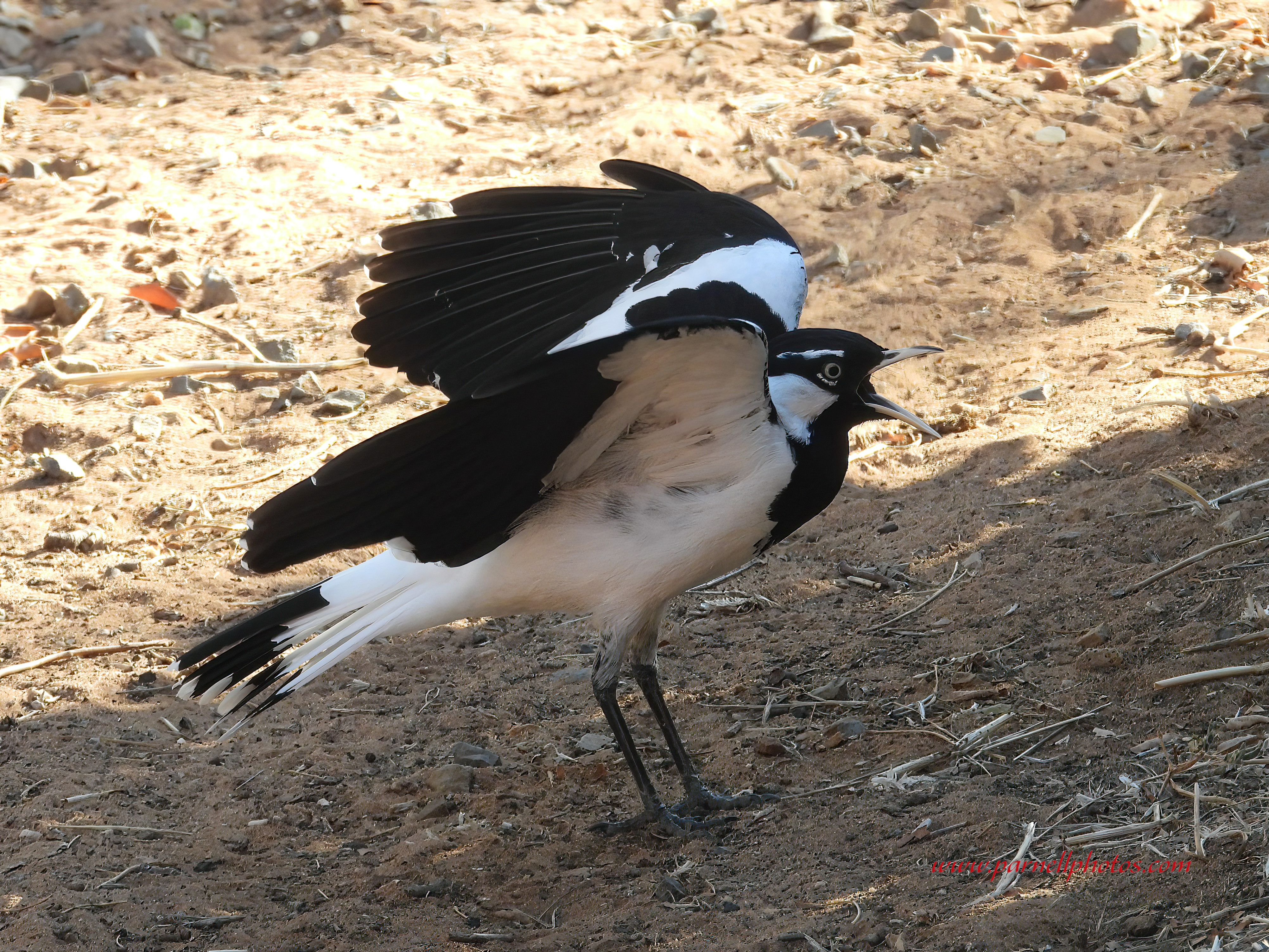 Magpie-lark Calling