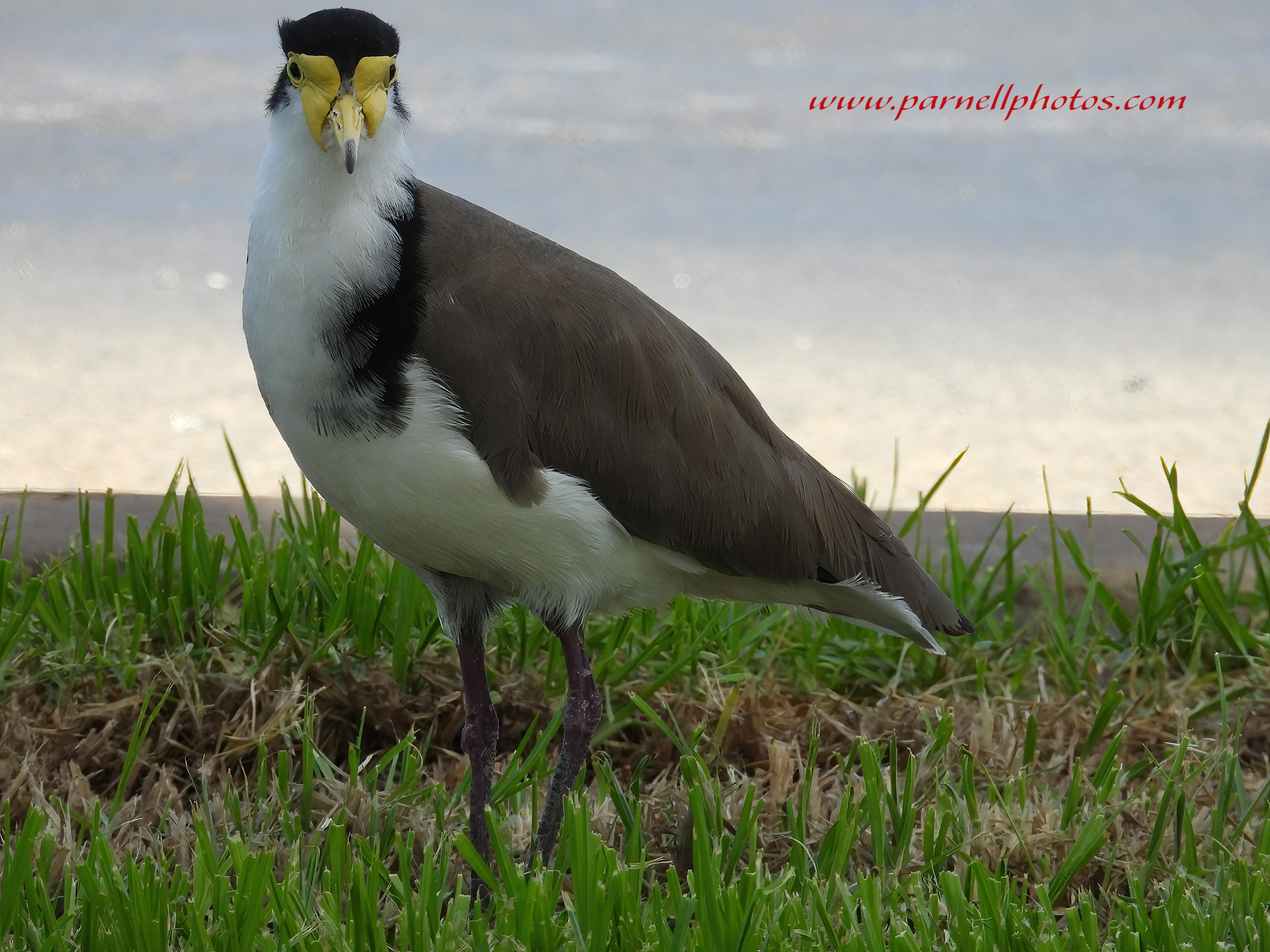 Masked Lapwing