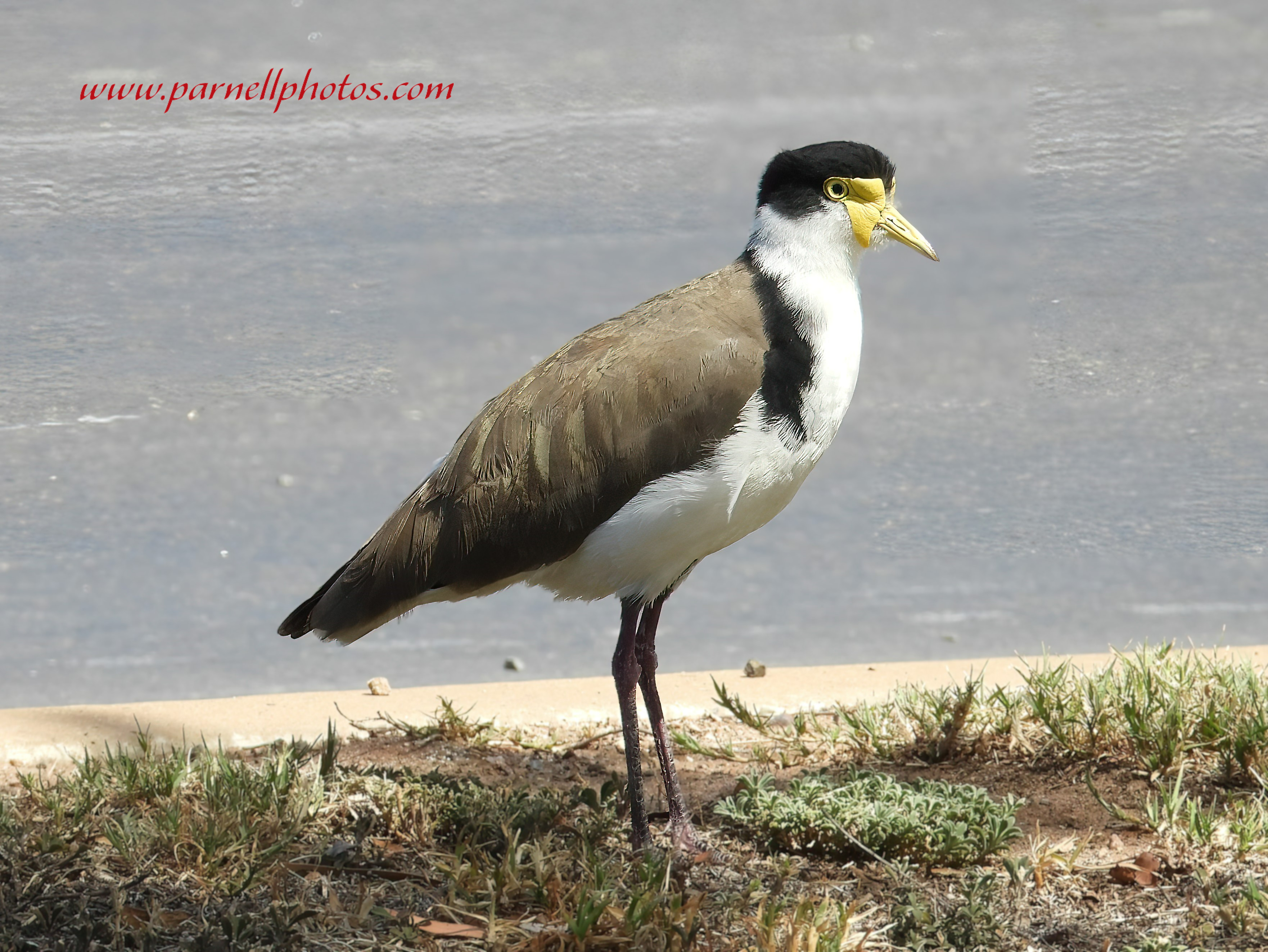 Masked Lapwing in Sun