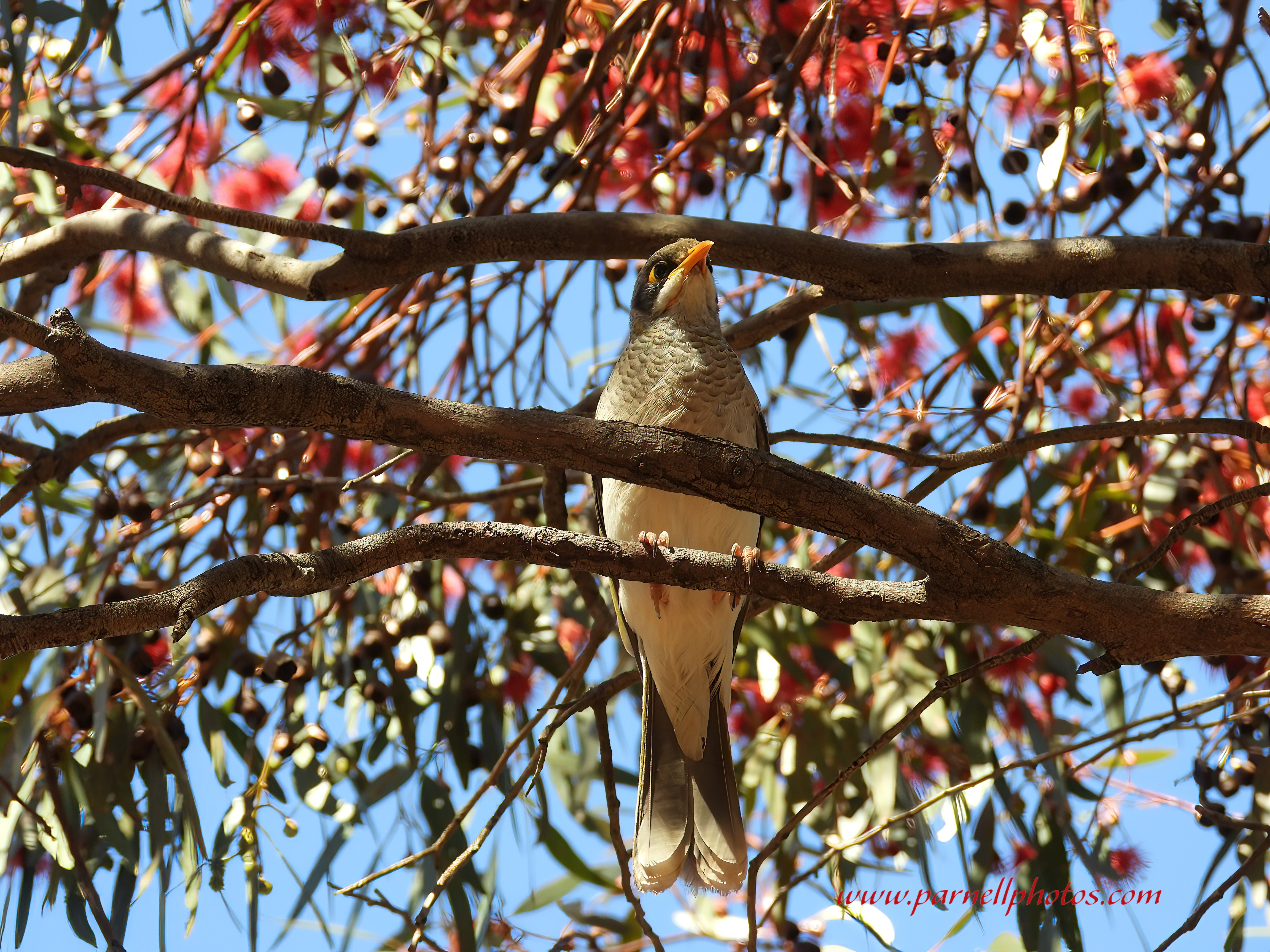 Miner Bird Pink Blossom