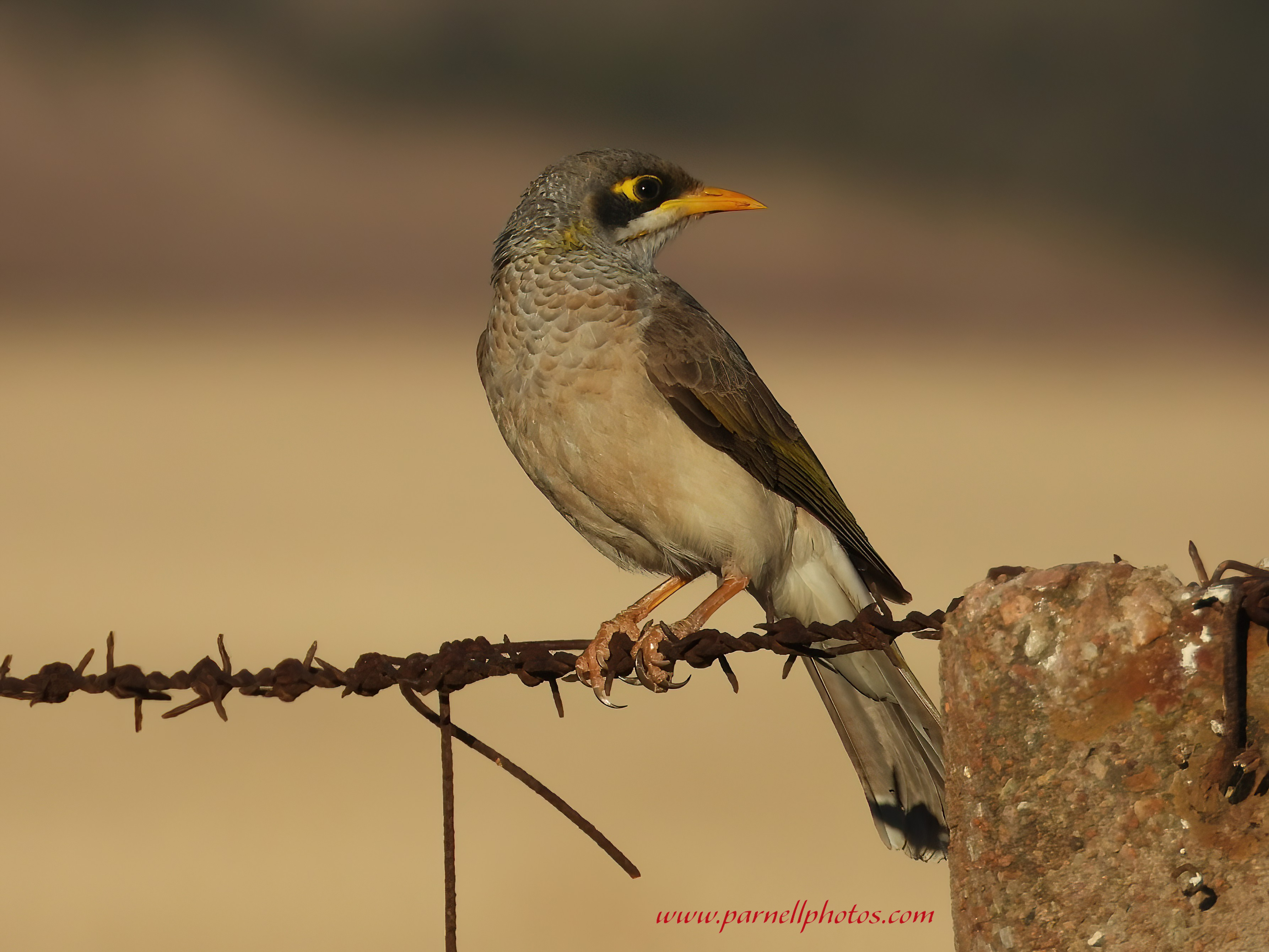 Miner Bird at Sunset