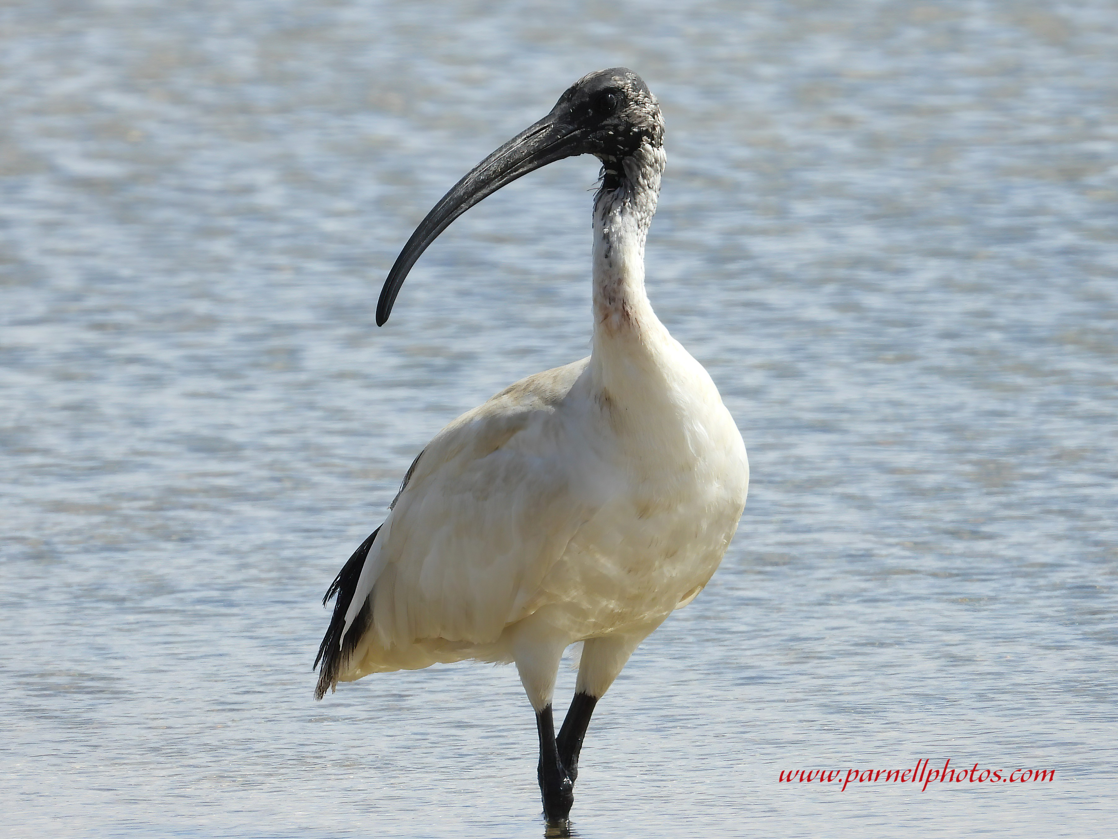 More Australian White Ibis 