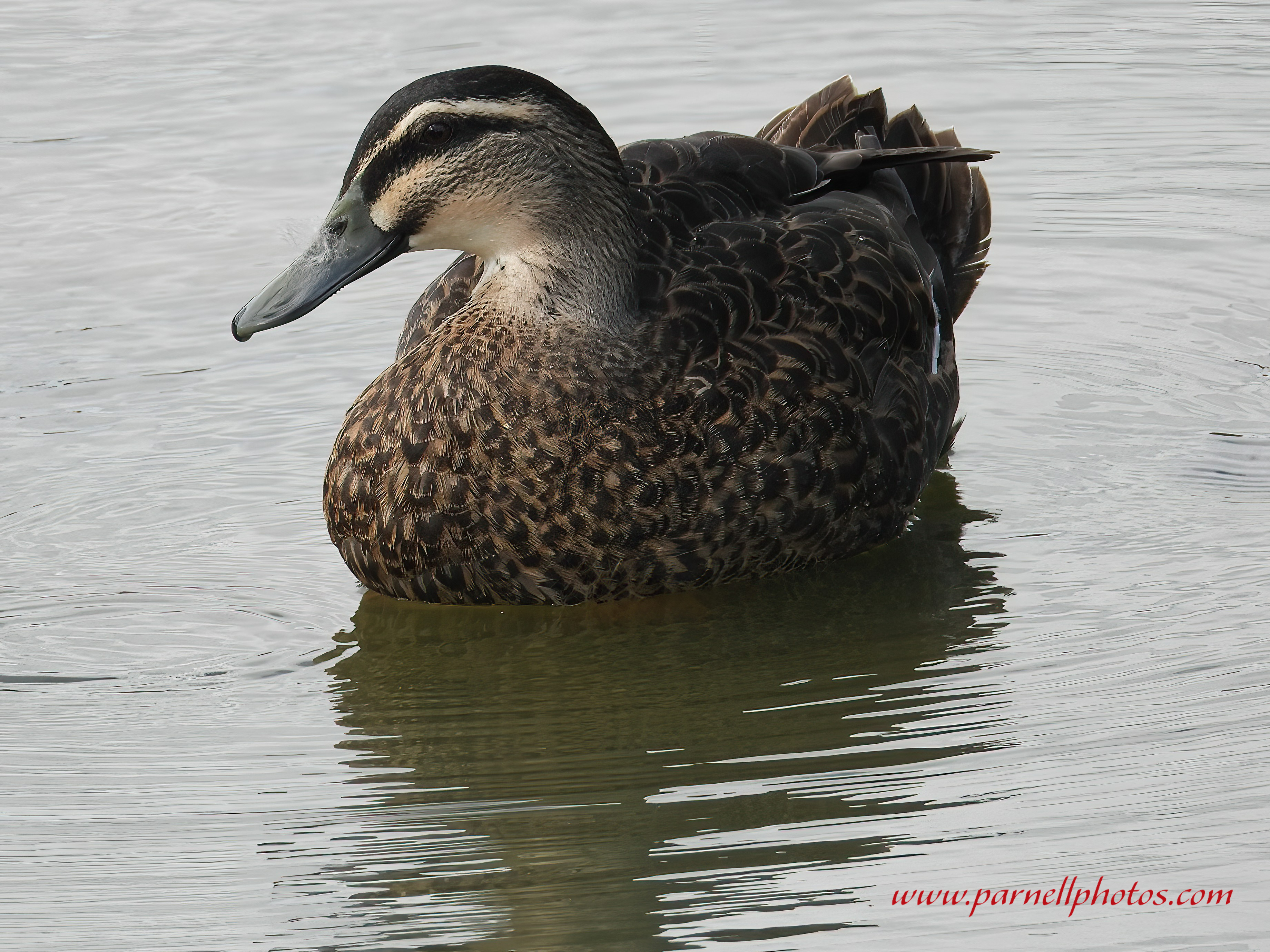 Pacific Black Duck Swimming