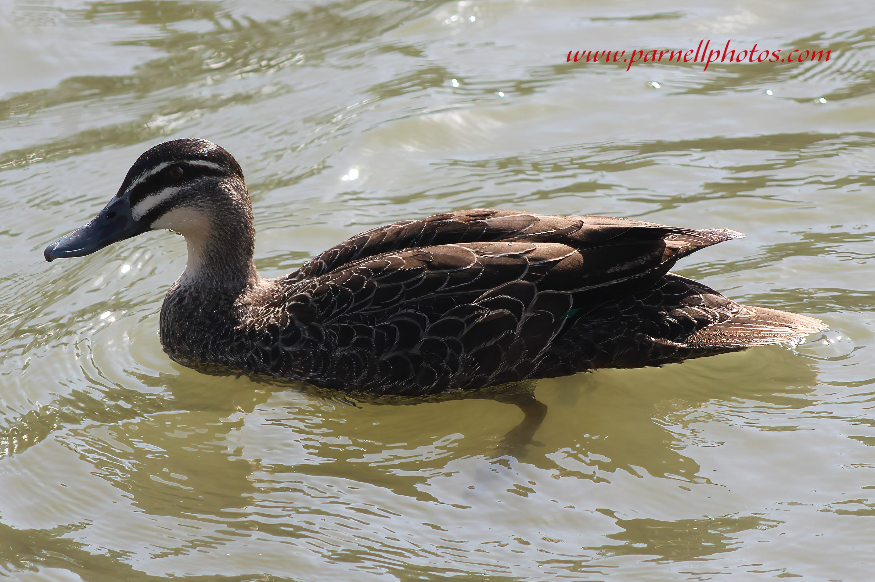 Pacific Black Duck Paddling