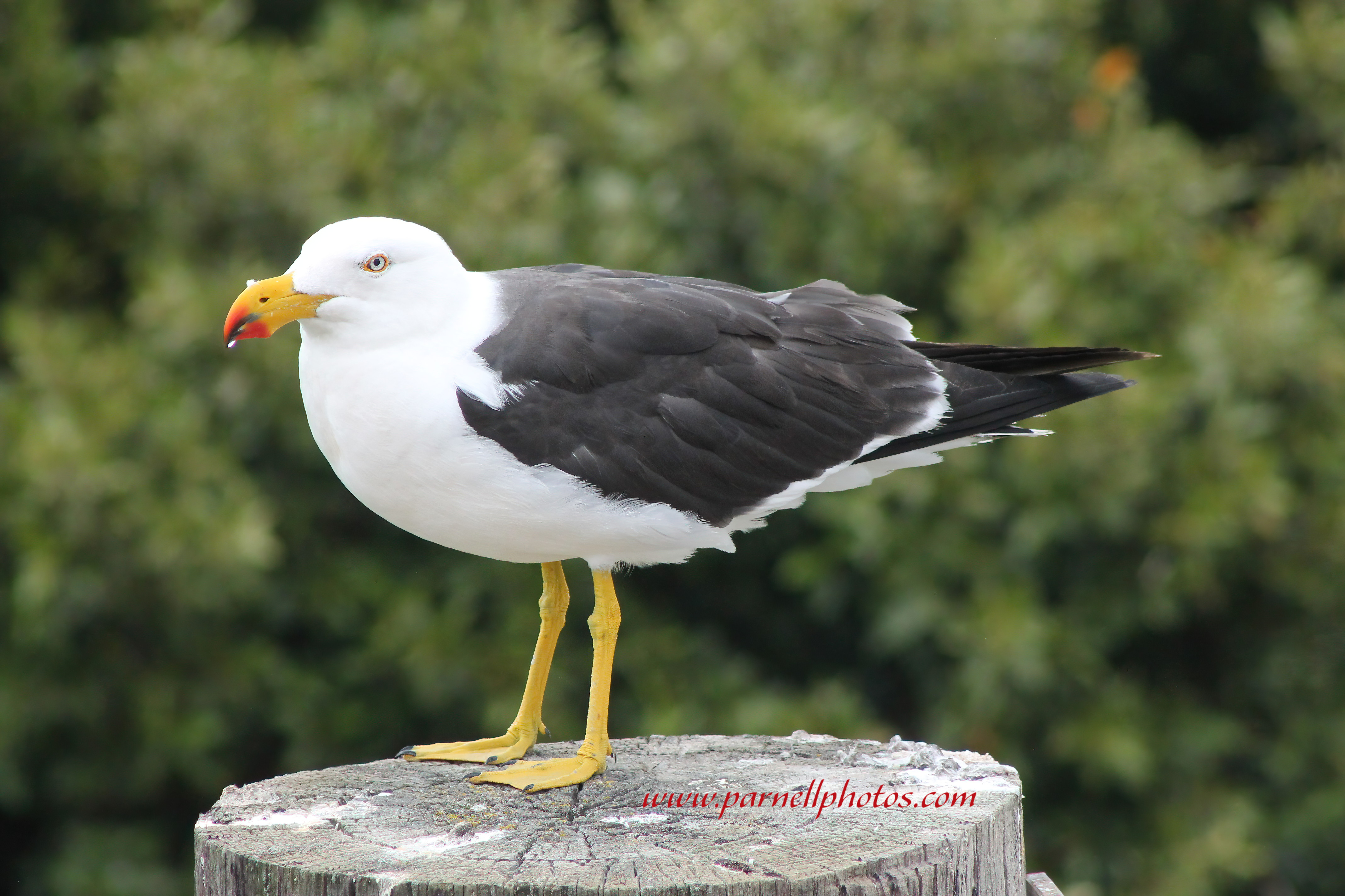 Pacific Gull