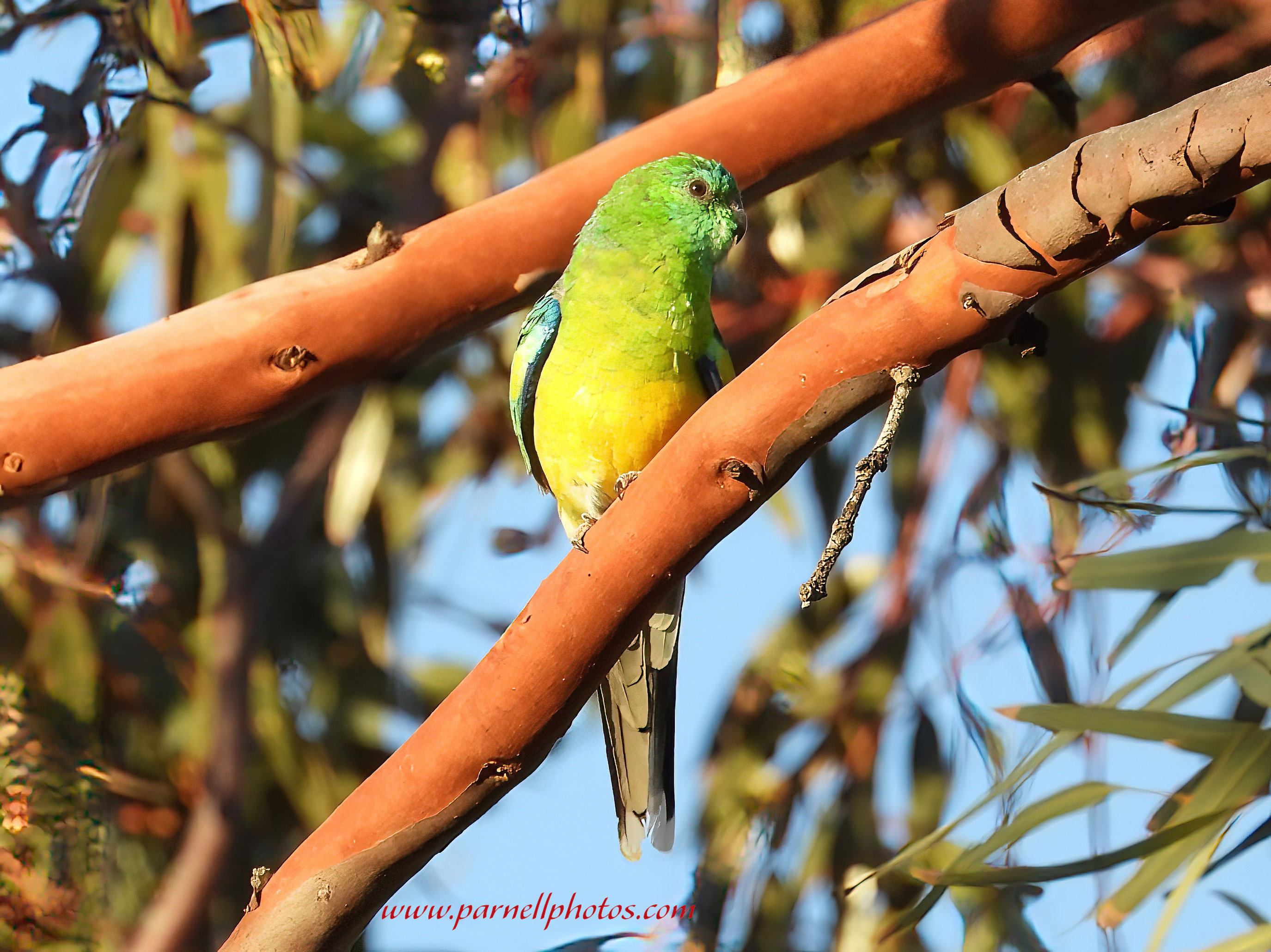 Red-rumped Parrot on Branch