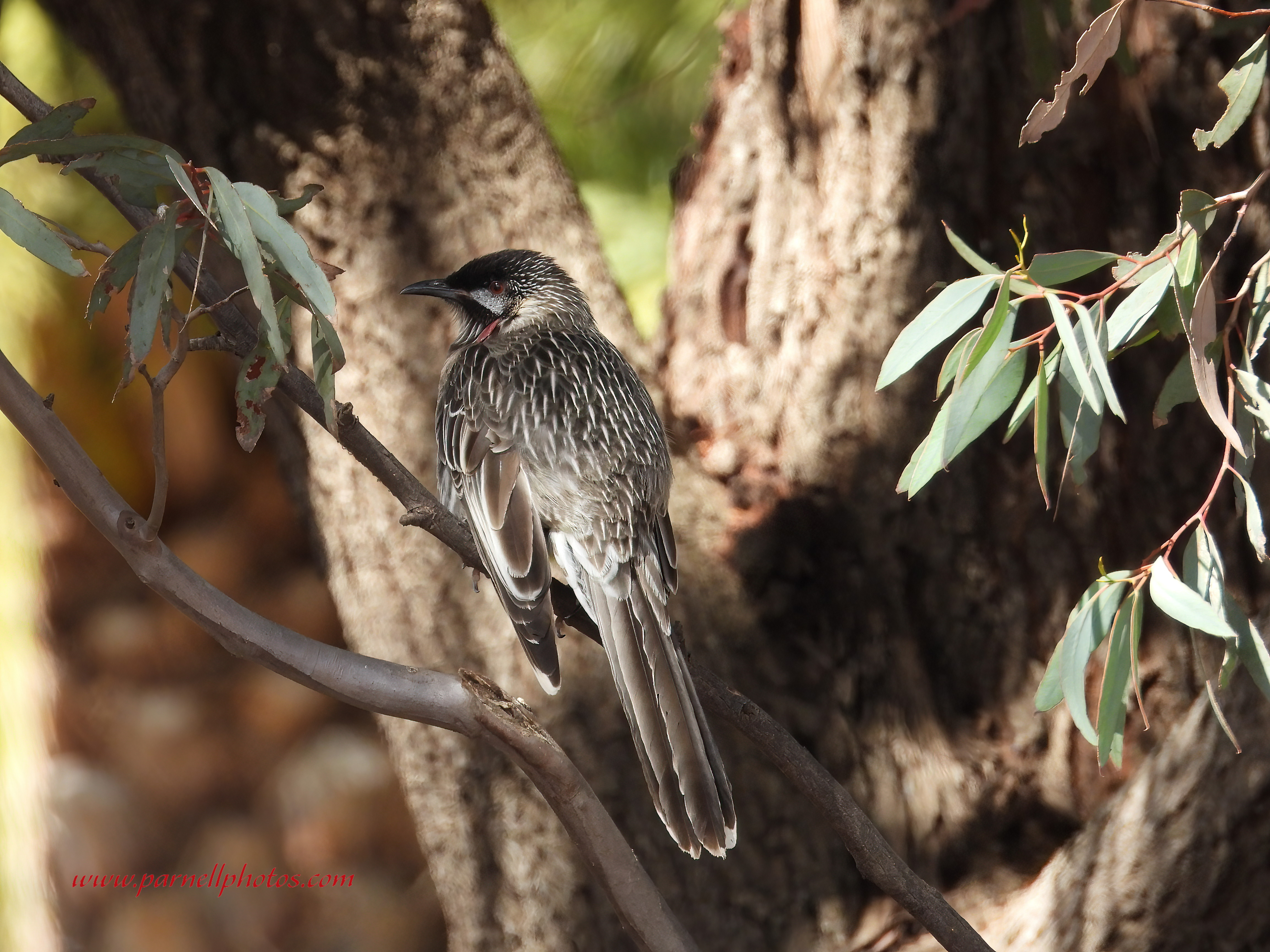 Red Wattlebird From Behind