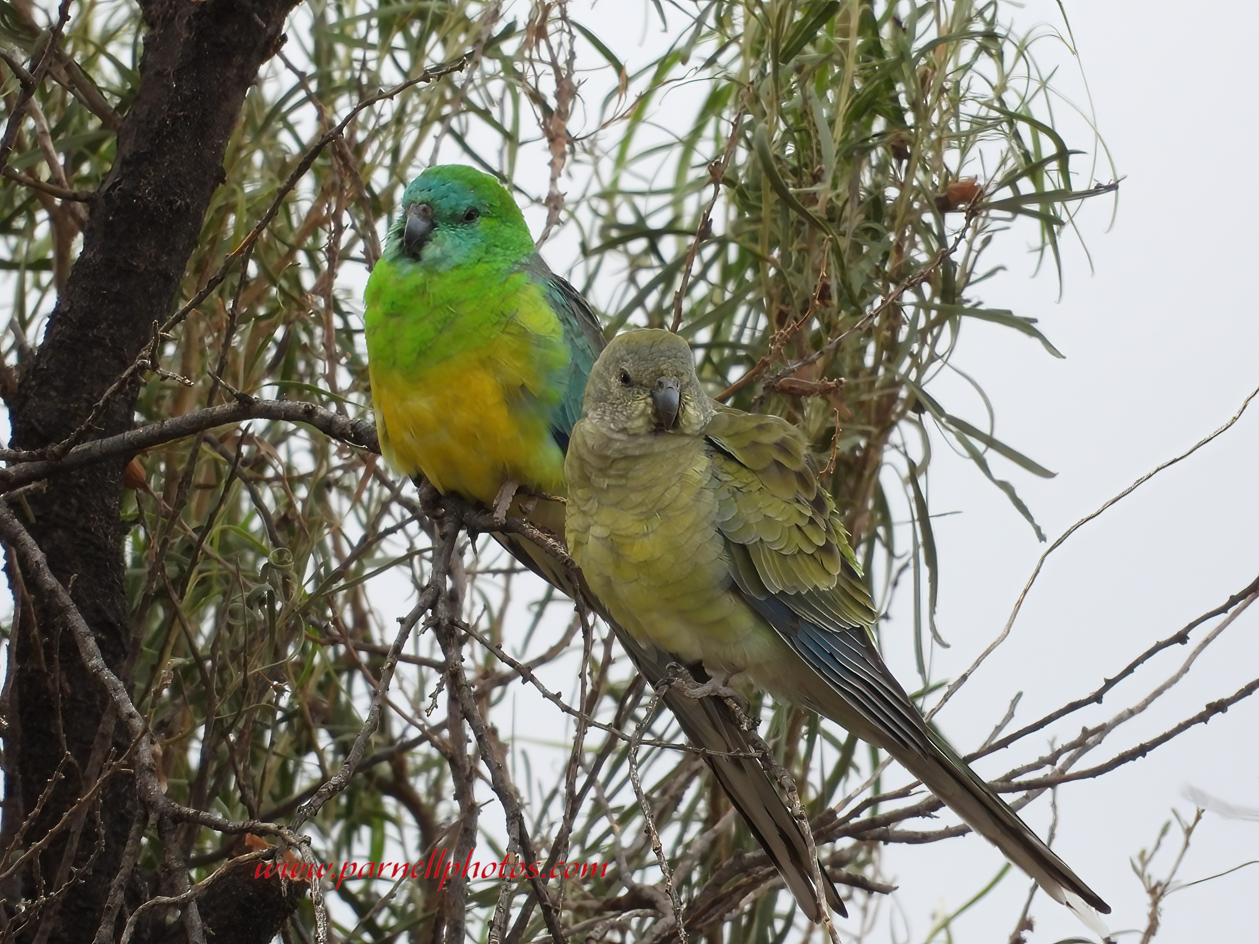 Resting Red-rumped Parrots