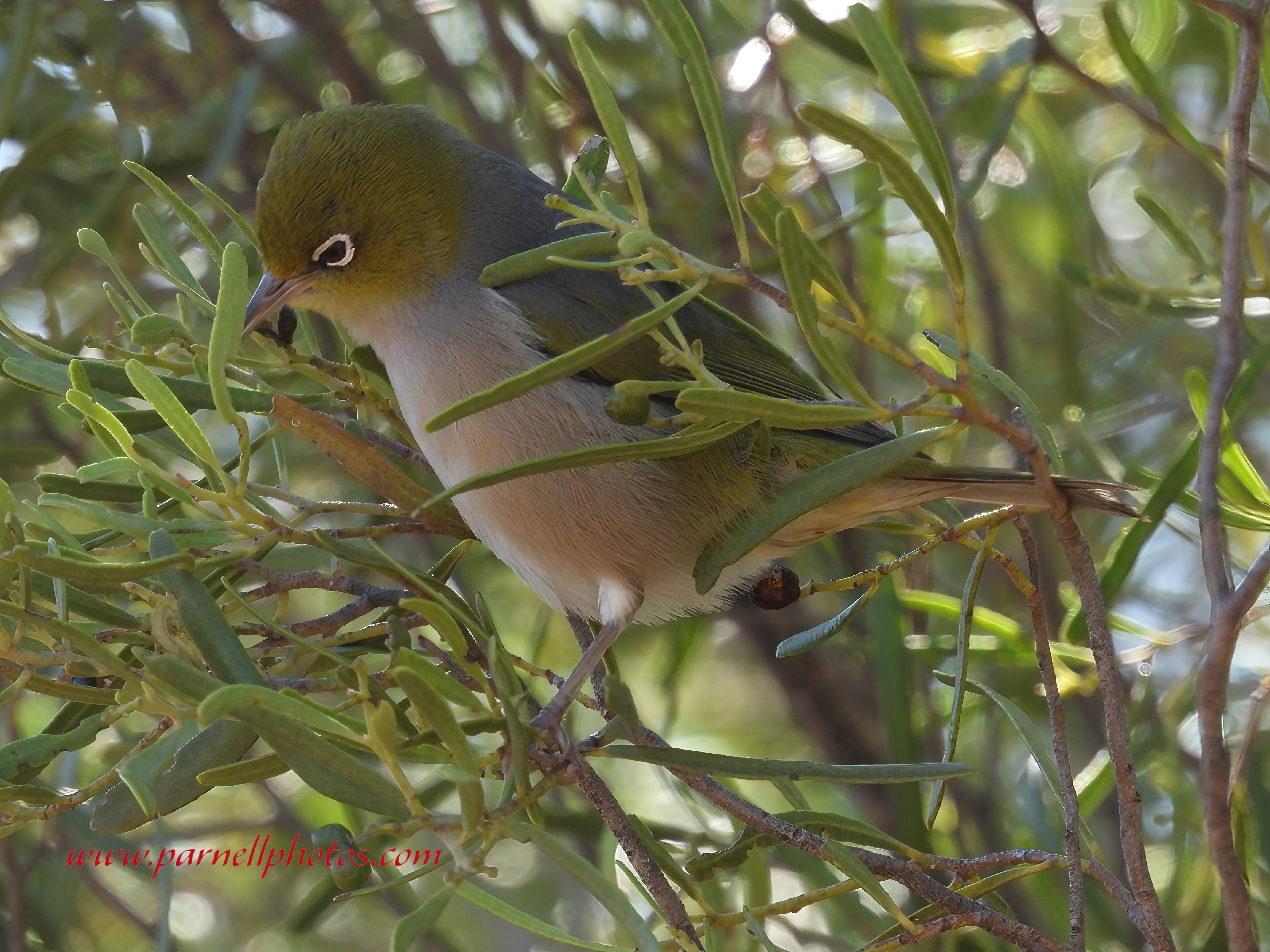 Silvereye Clements Gap