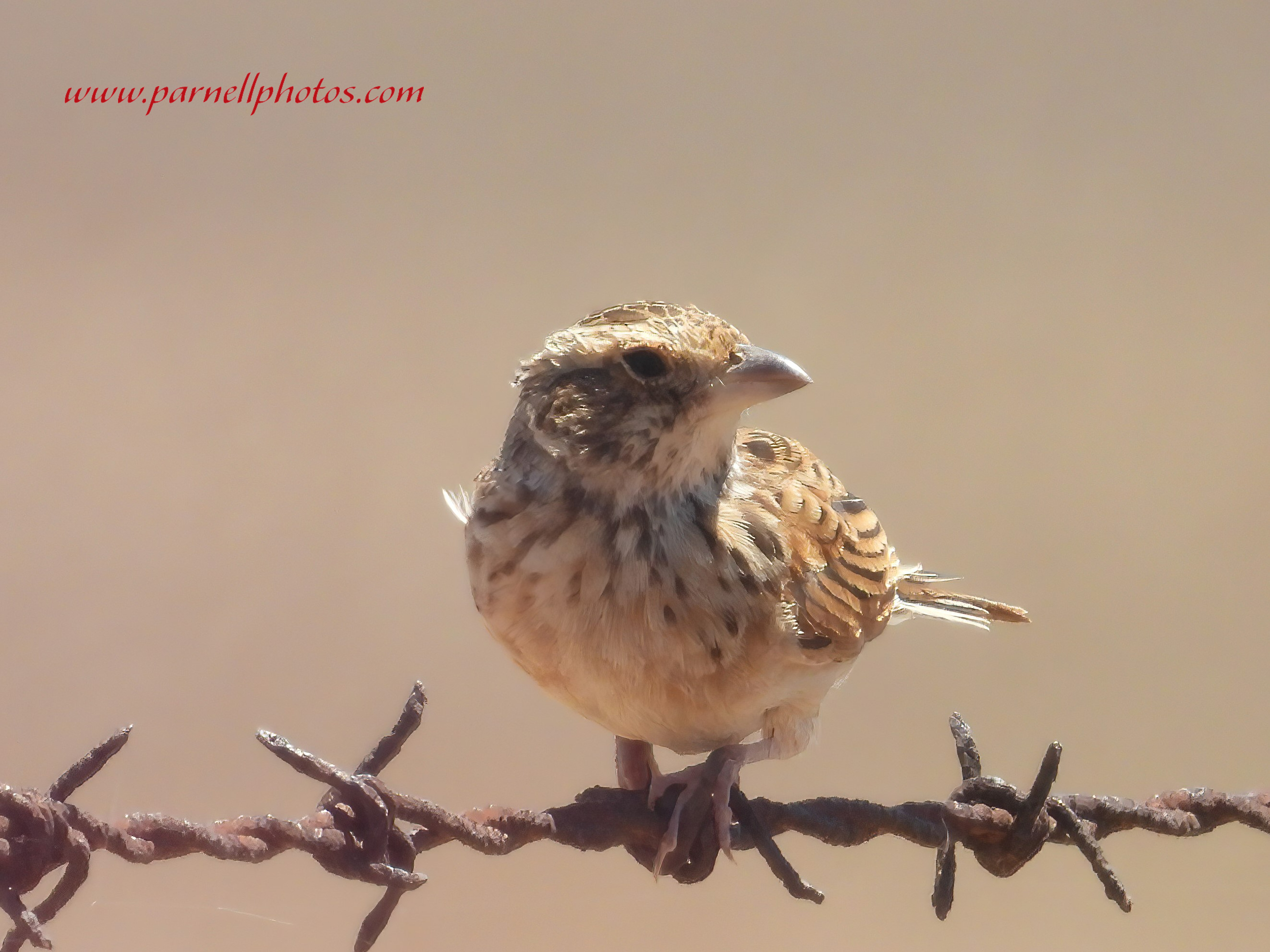 Singing Bush Lark