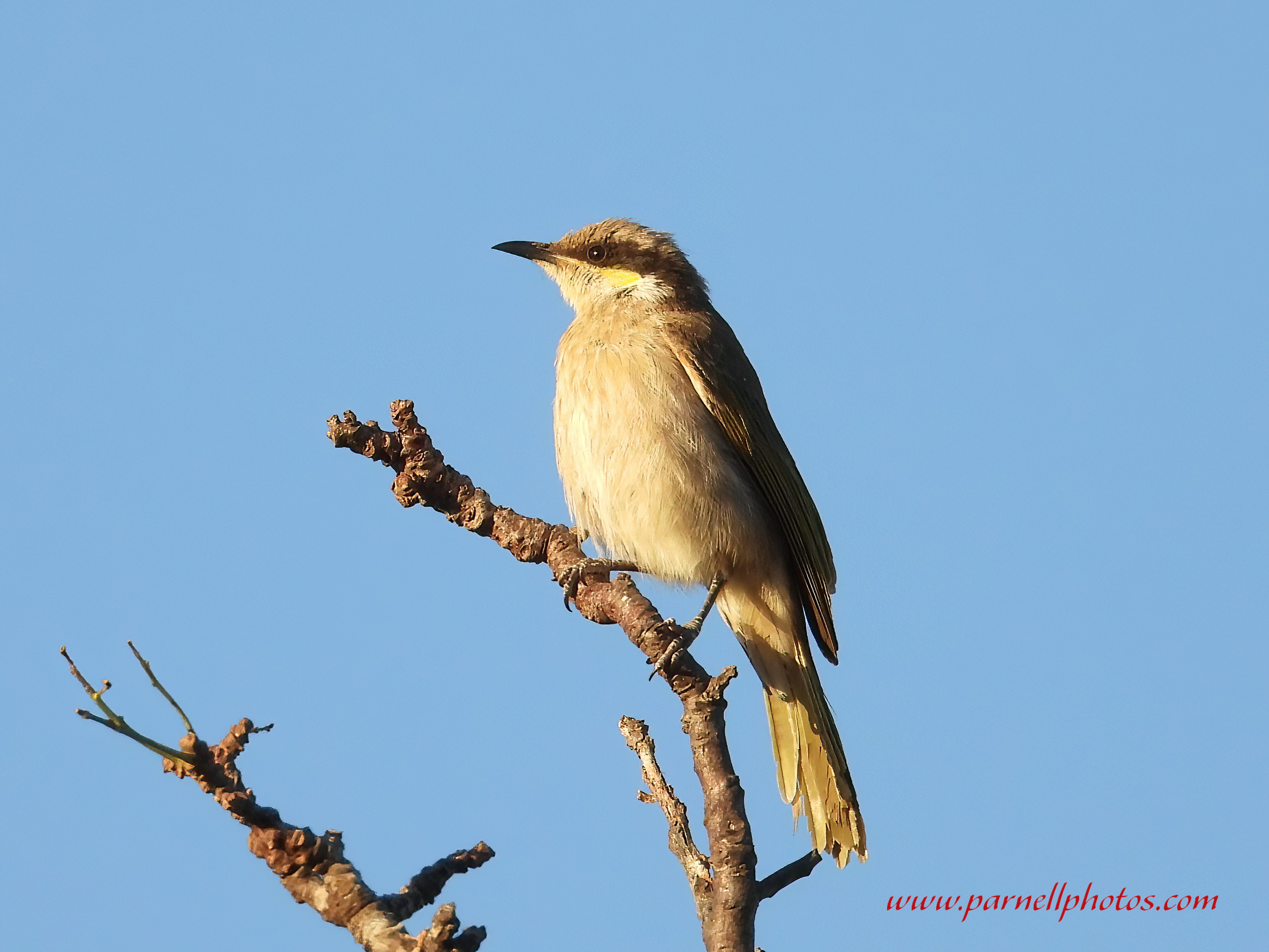 Singing Honeyeater Tree Trop