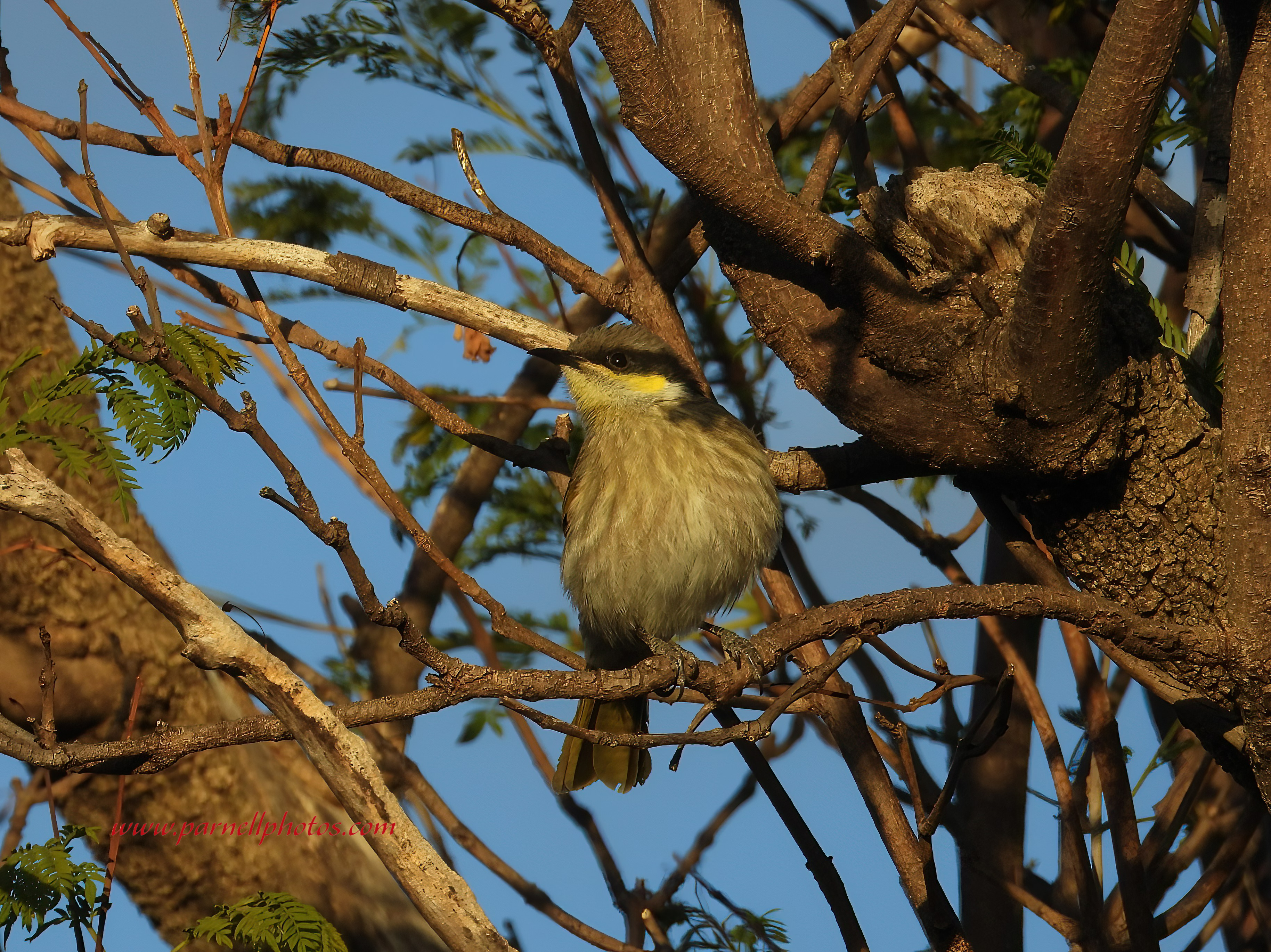 Singing Honeyeater at Sunset