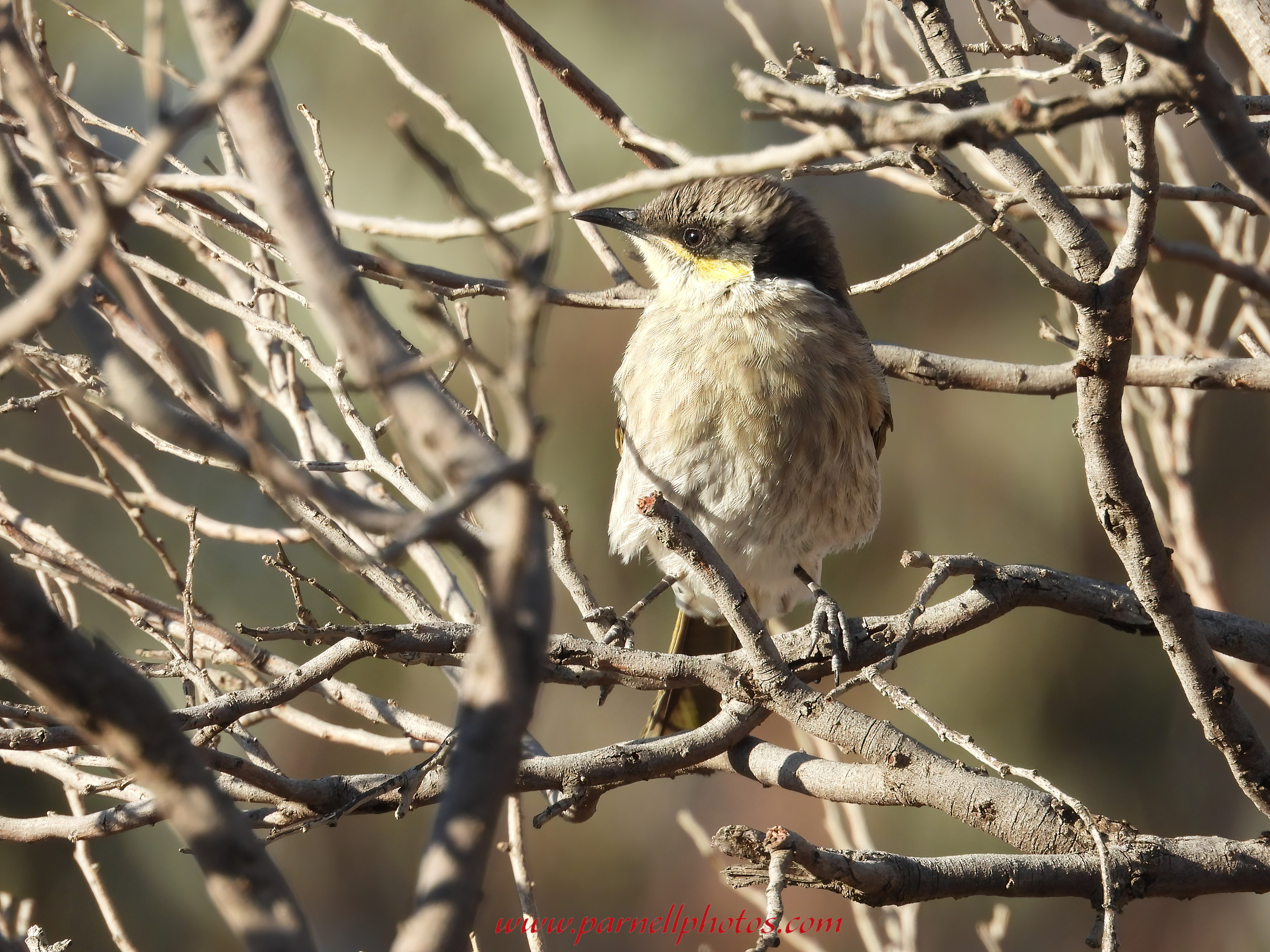 Singing Honeyeater On Driveway