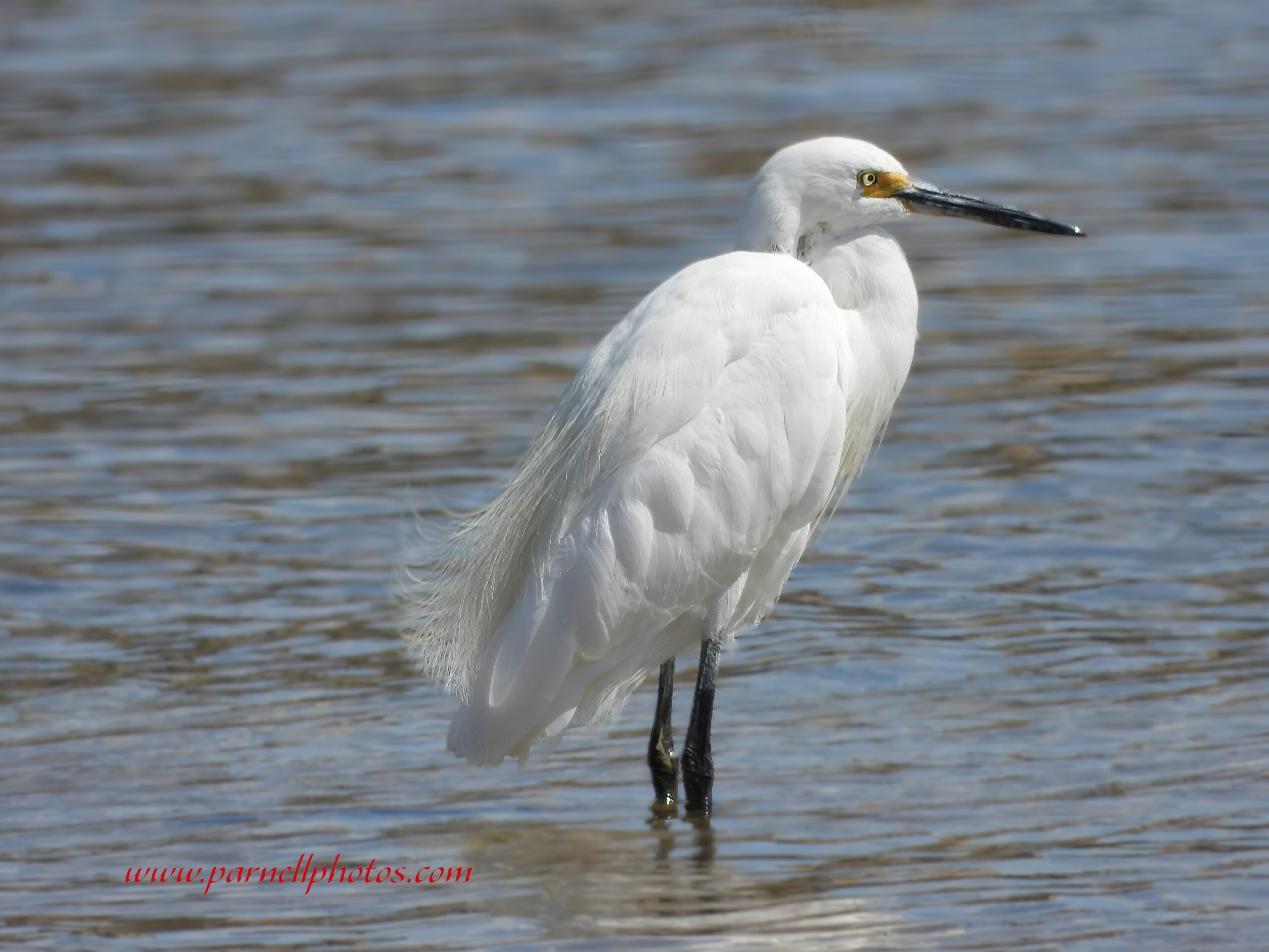 Snowy Egret