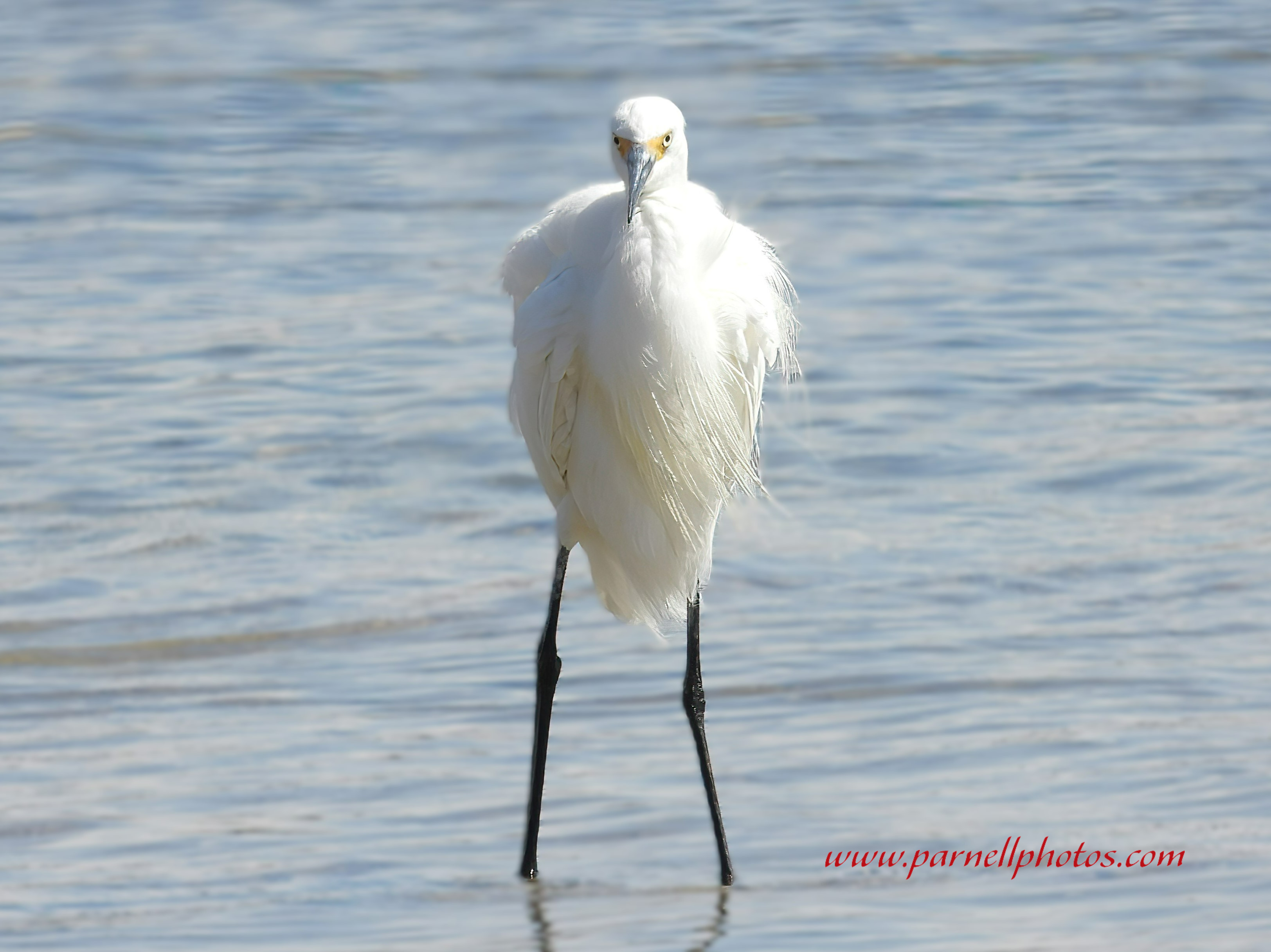 Snowy Egret at Beach