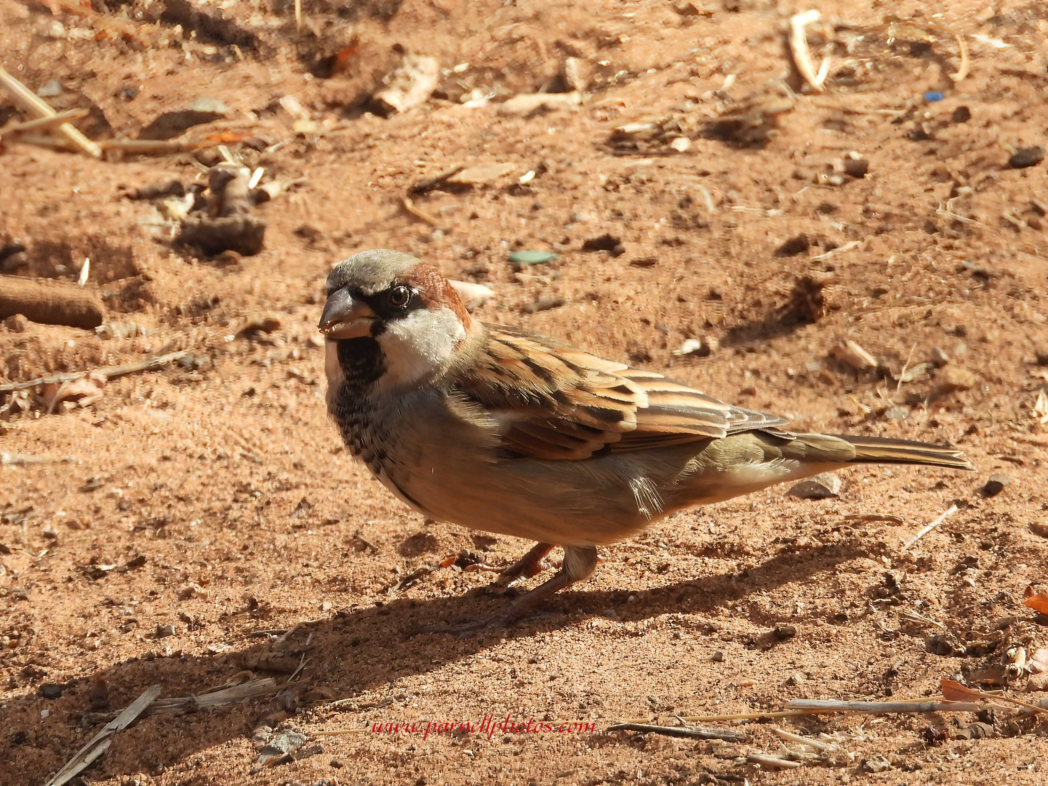 Sparrow on Ground