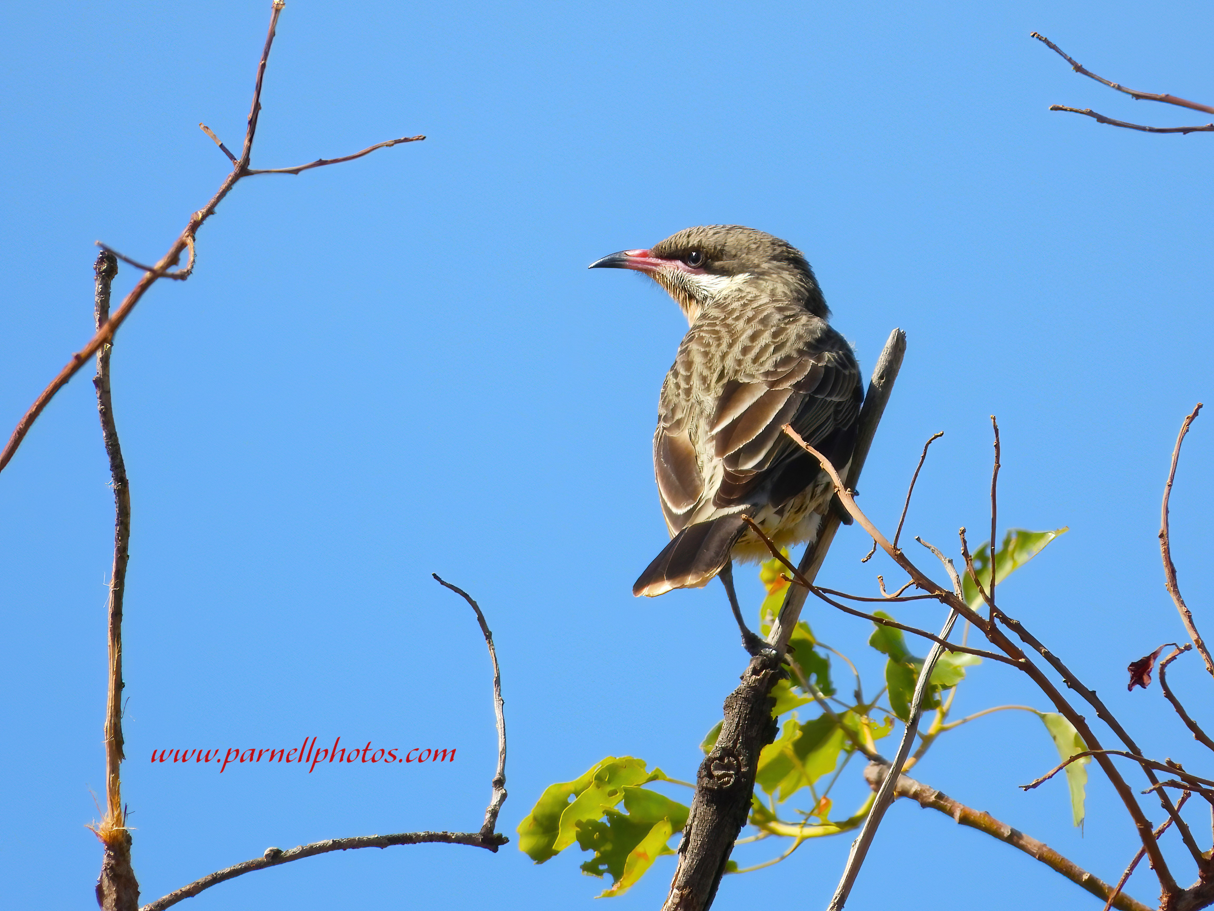 Spiny-cheeked Honeyeater Blue Sky