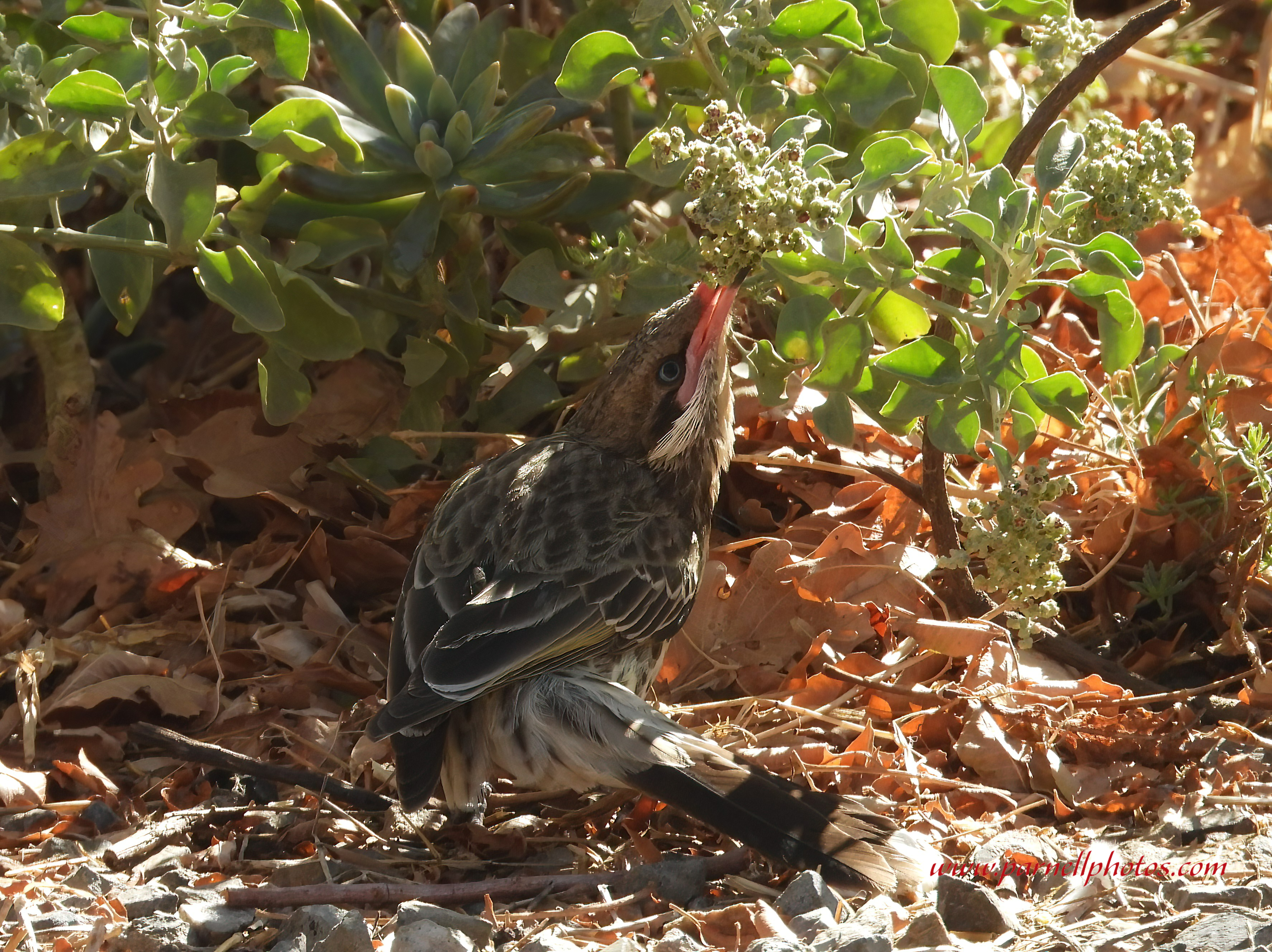 Spiny-cheeked Honeyeater Eating