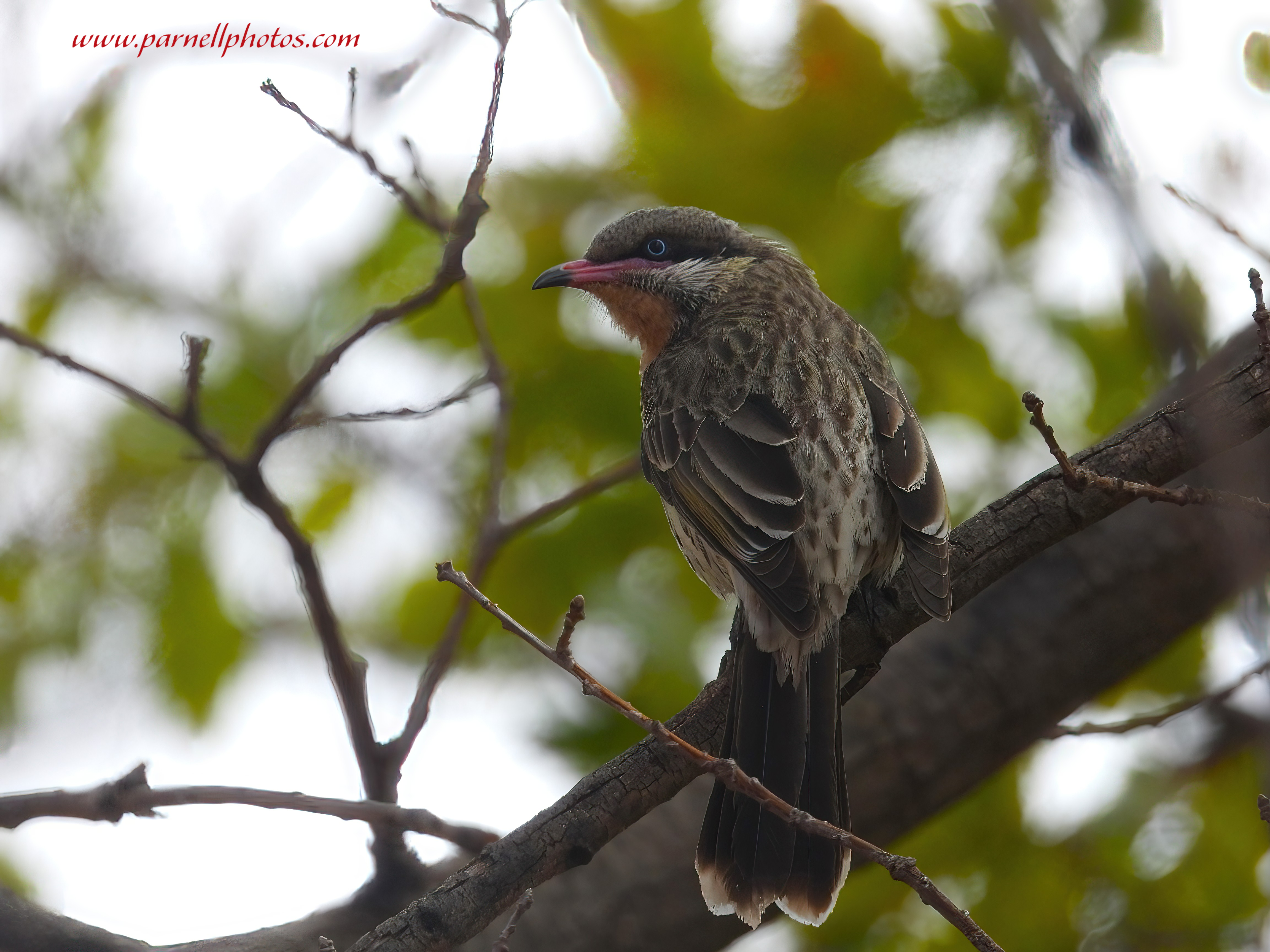 Spiny-cheeked Honeyeater Grey Day