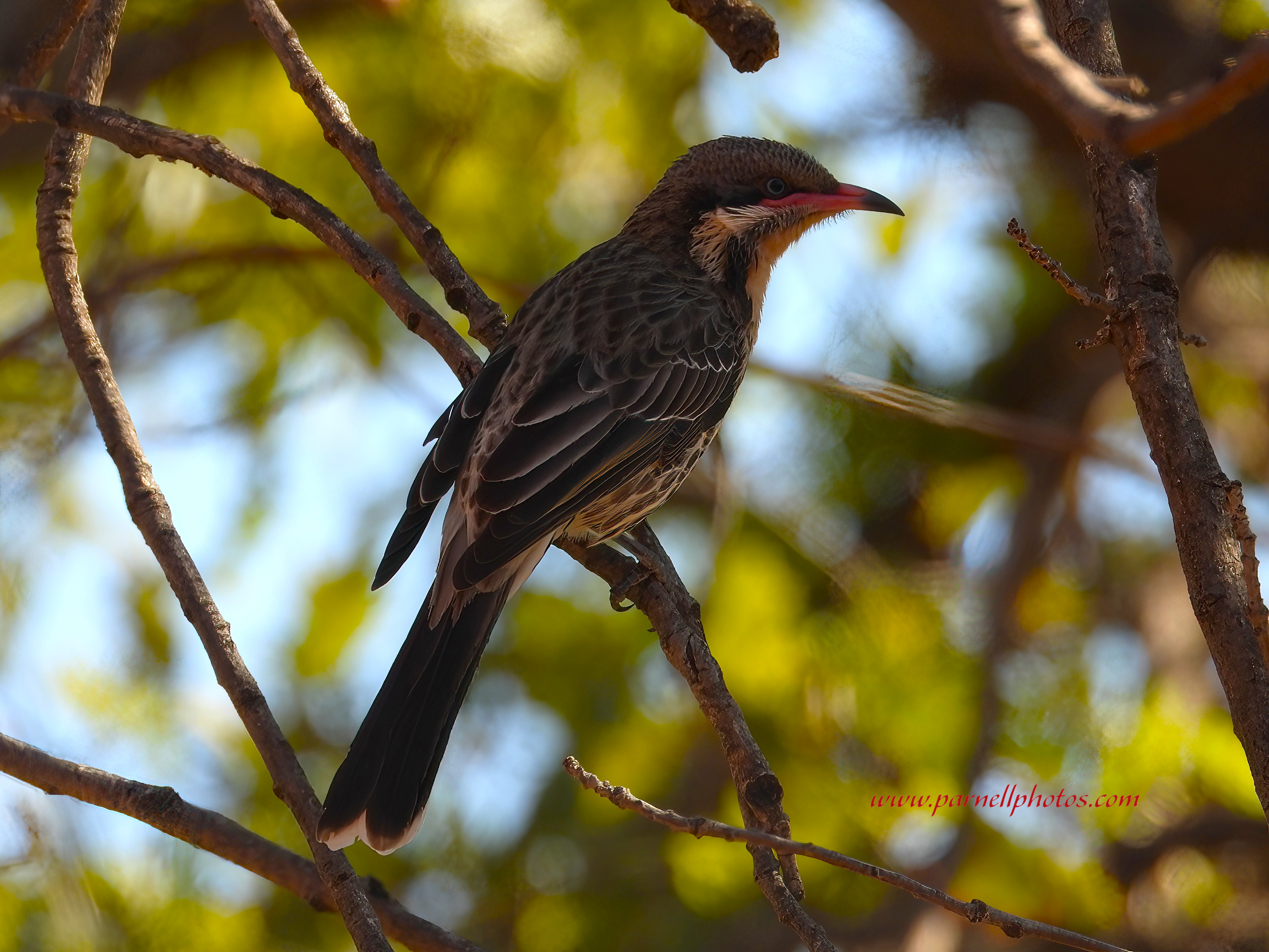 Spiny-cheeked Honeyeater Shady Tree 