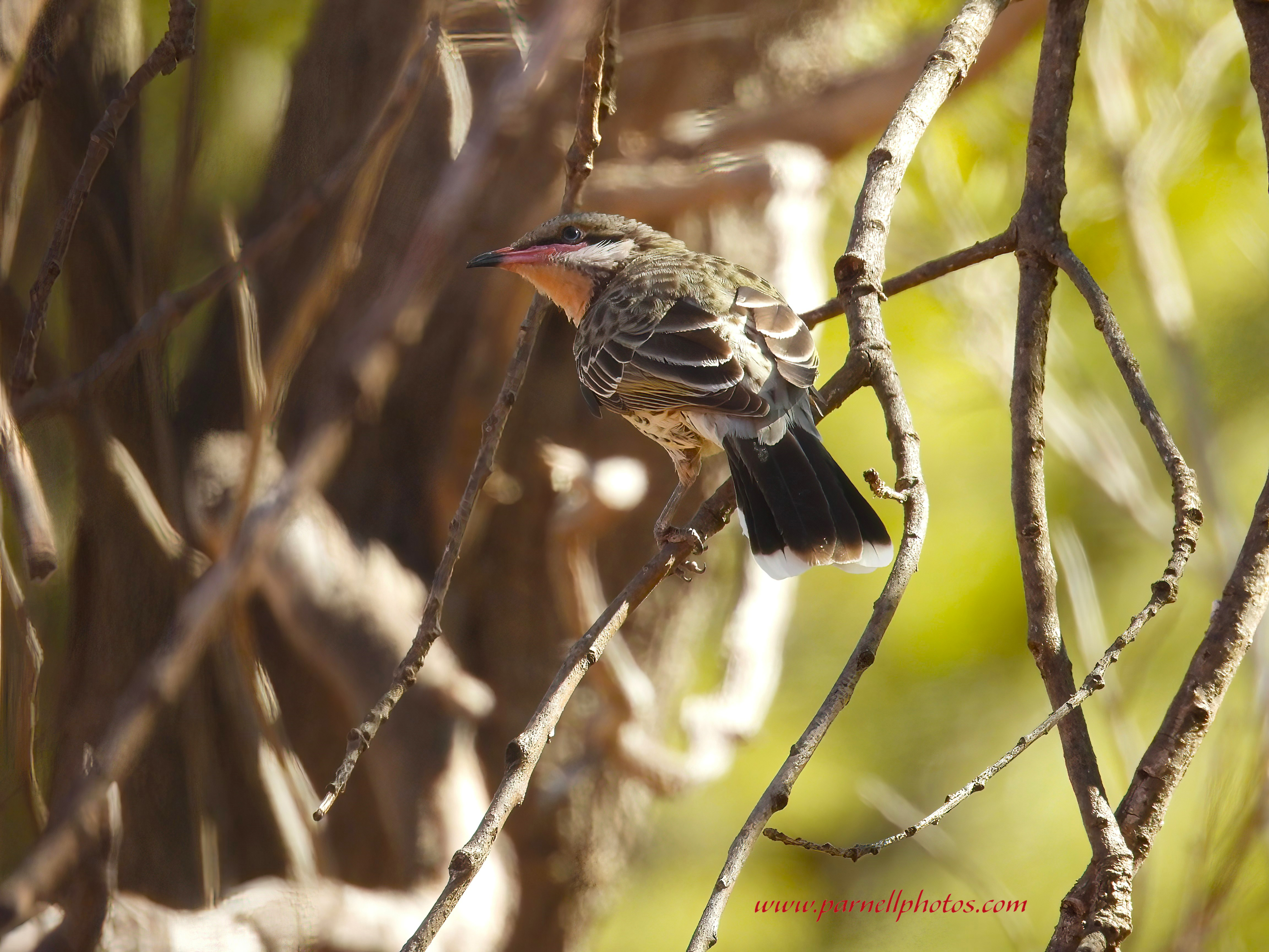 Spiny-cheeked Honeyeater on Limb