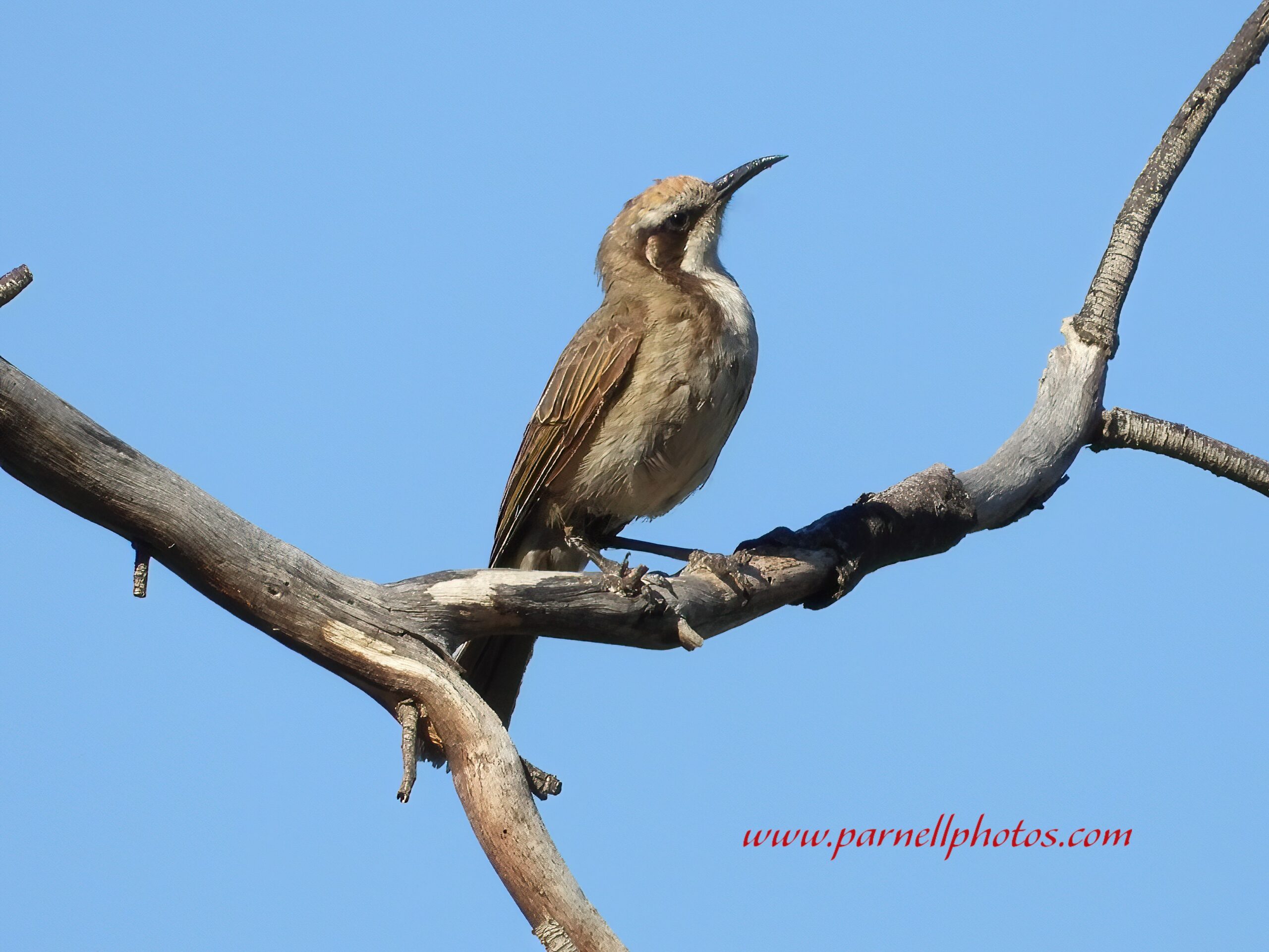 Tawny-crowned Honeyeater Telowie