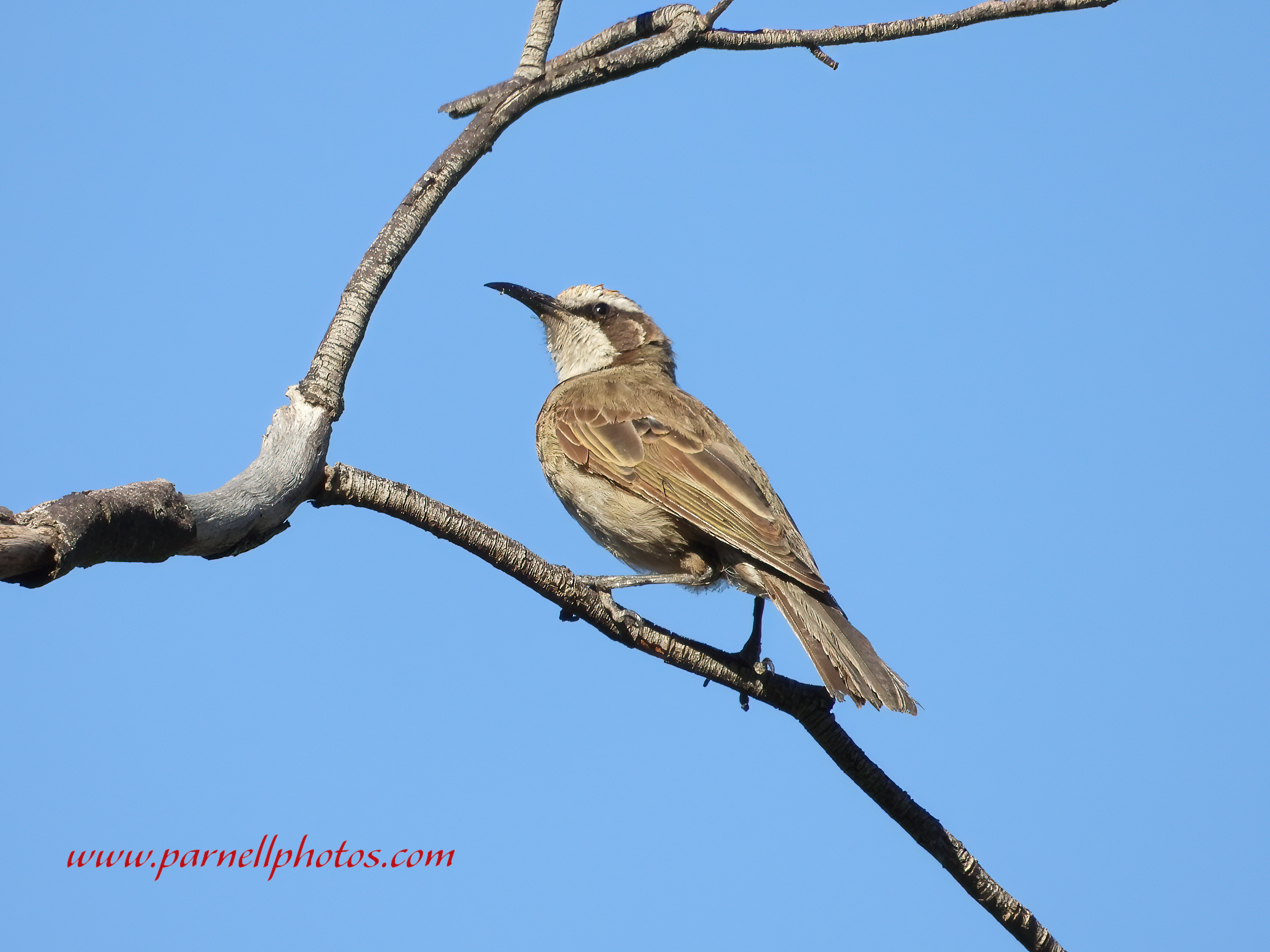 Tawny-crowned Honeyeater