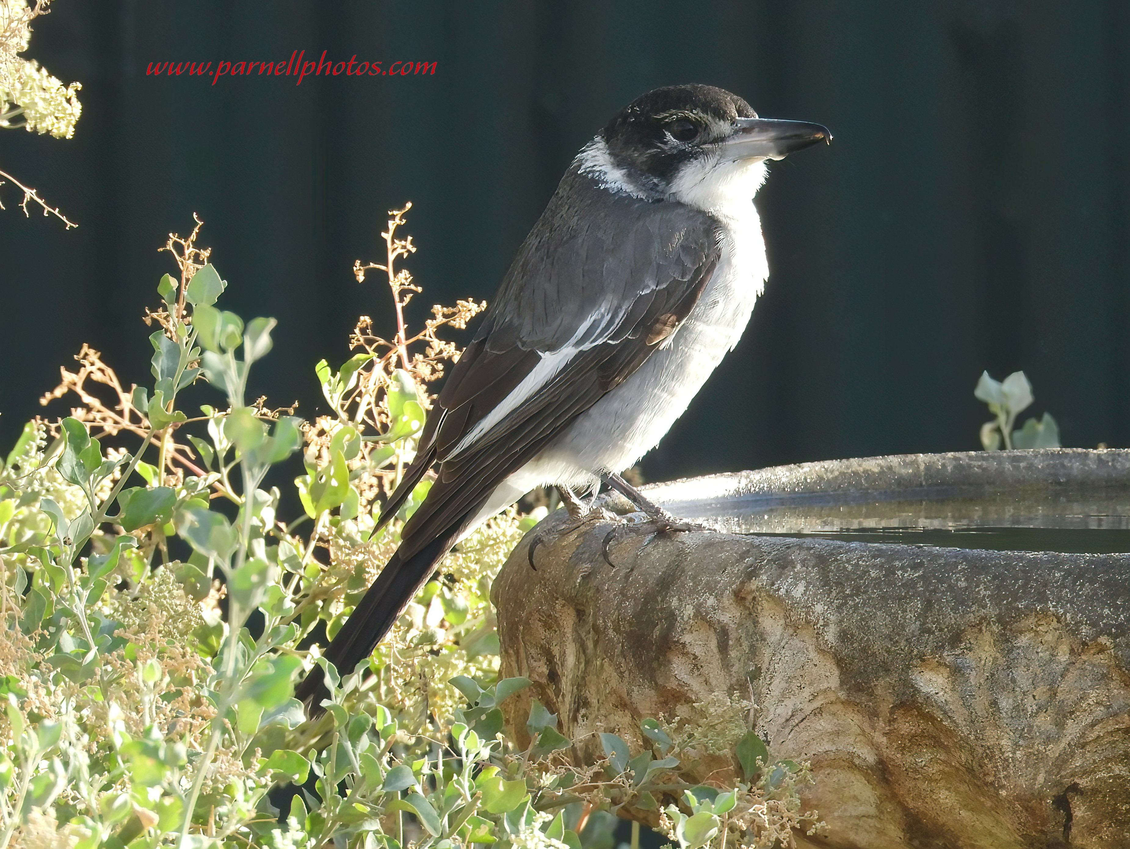 Thirsty Grey Butcherbird