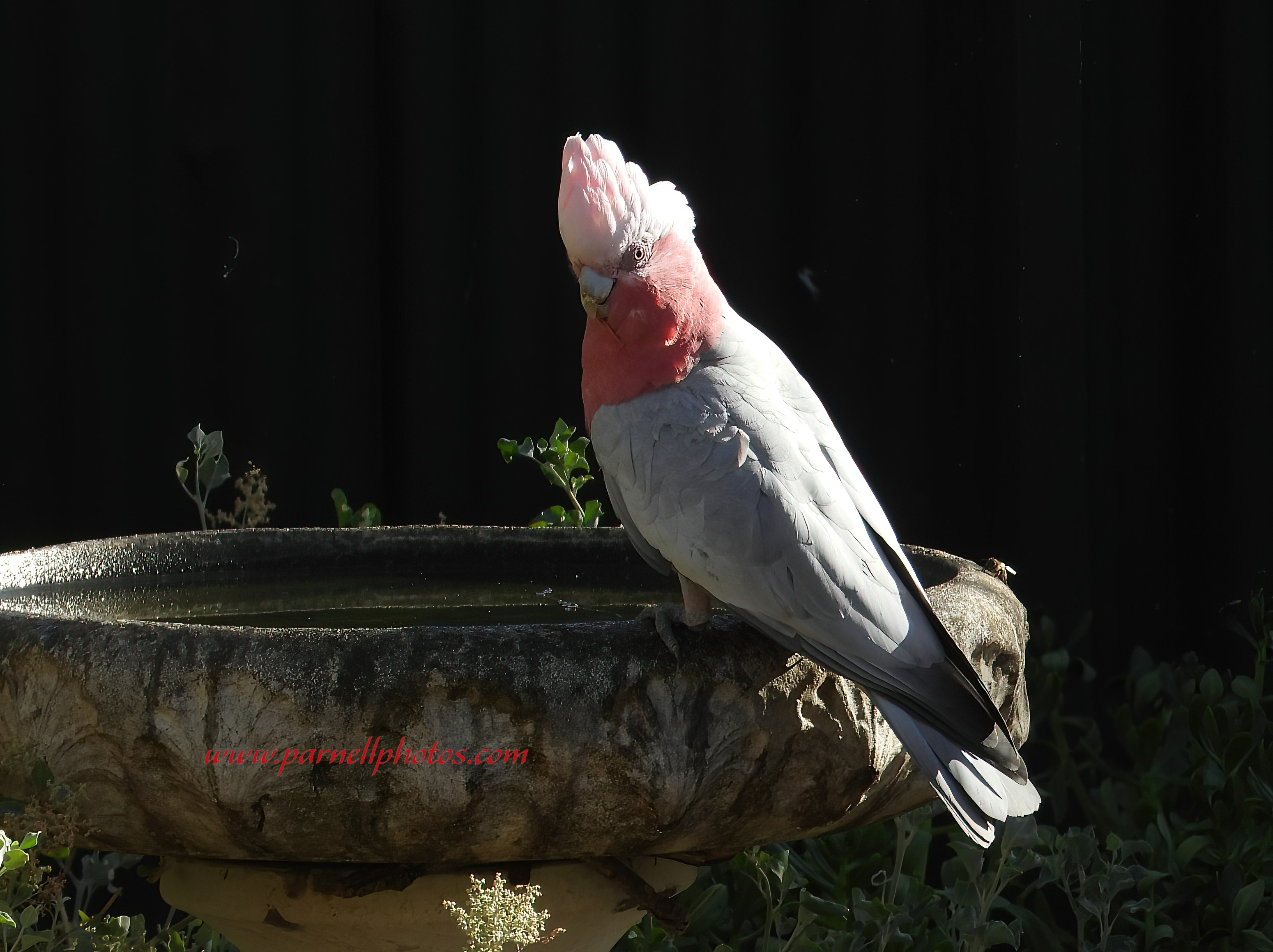 Thirsty Galah