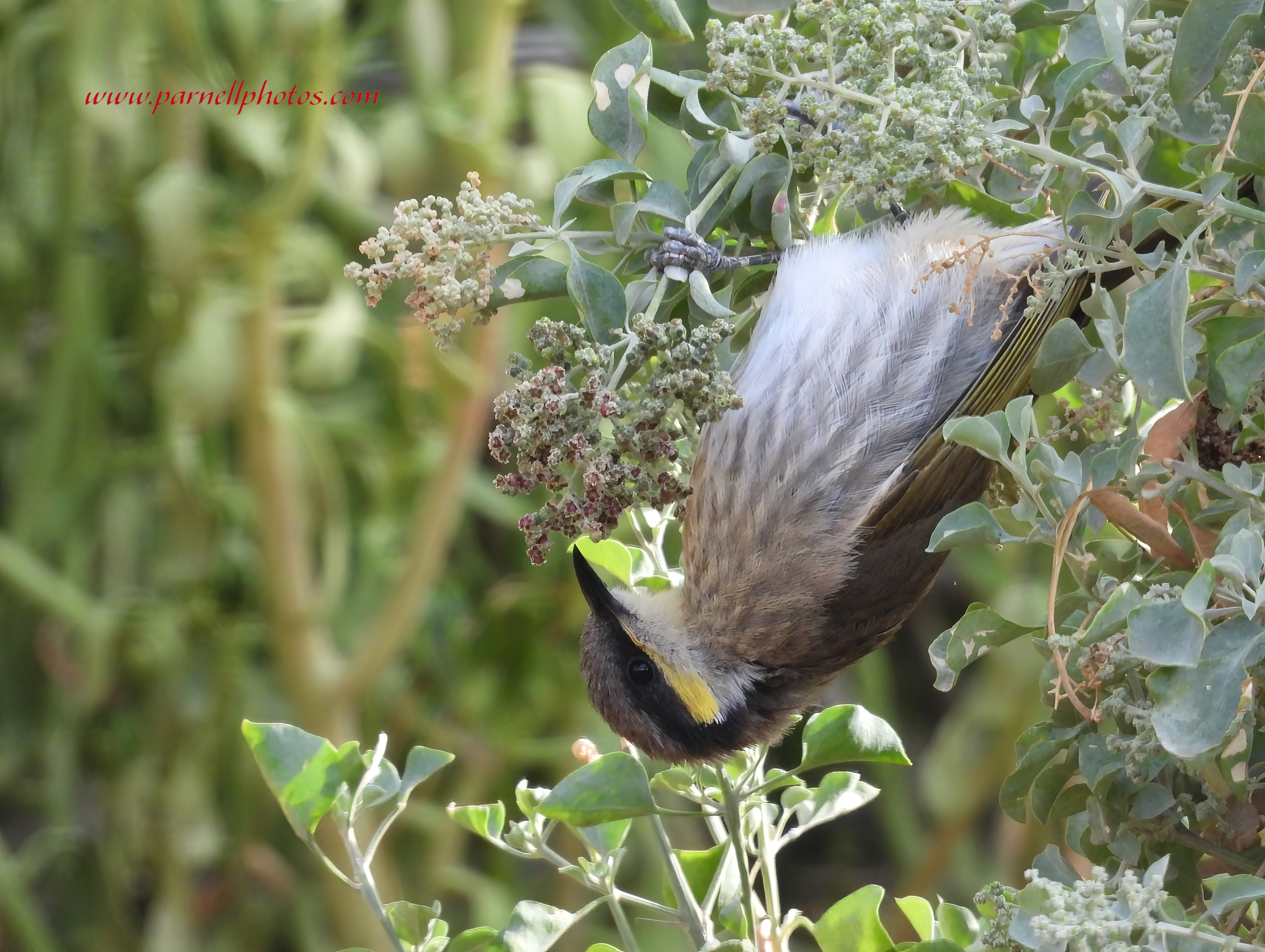 Upside Down Singing Honeyeater