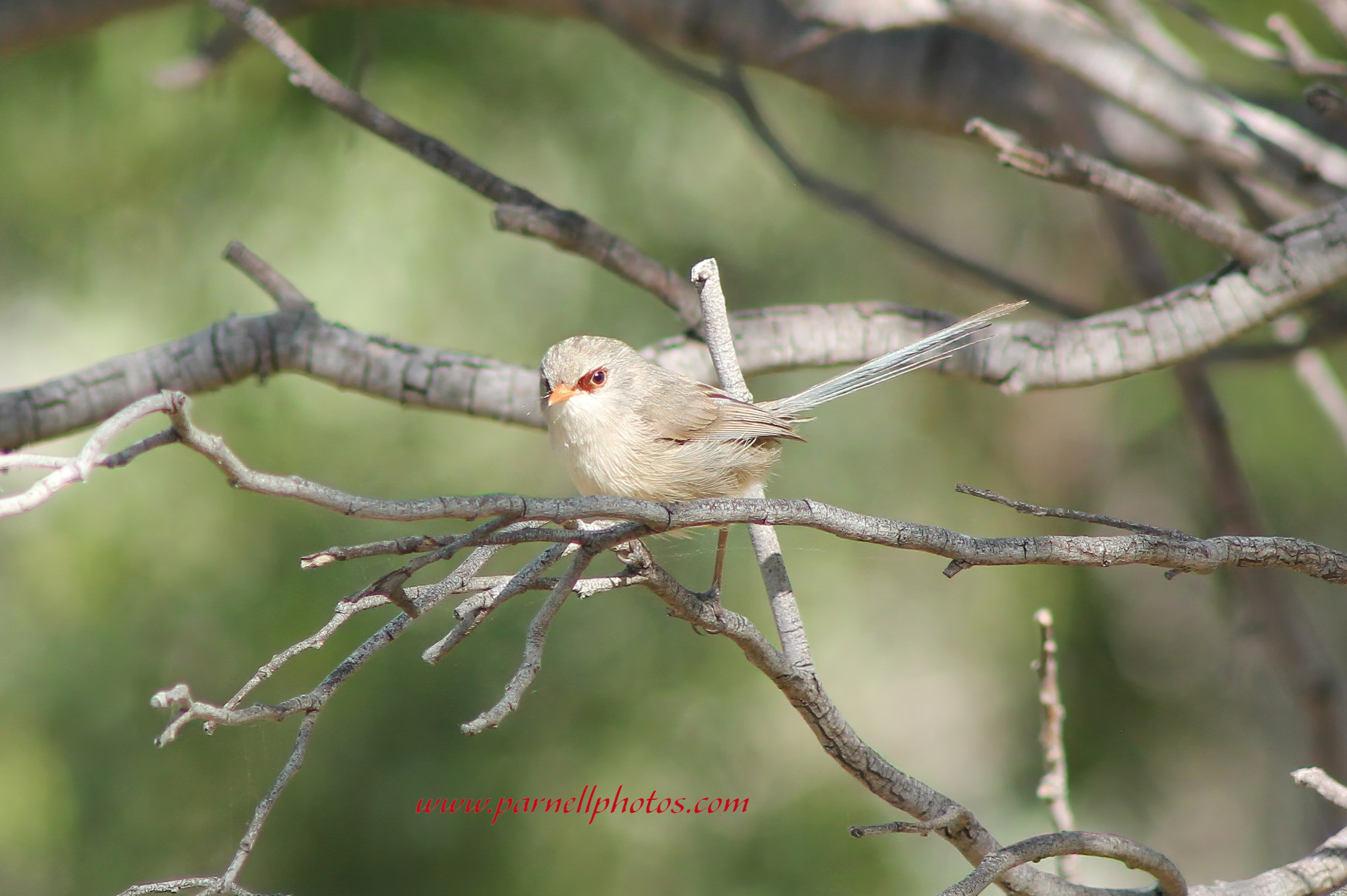 Variegated Fairywren