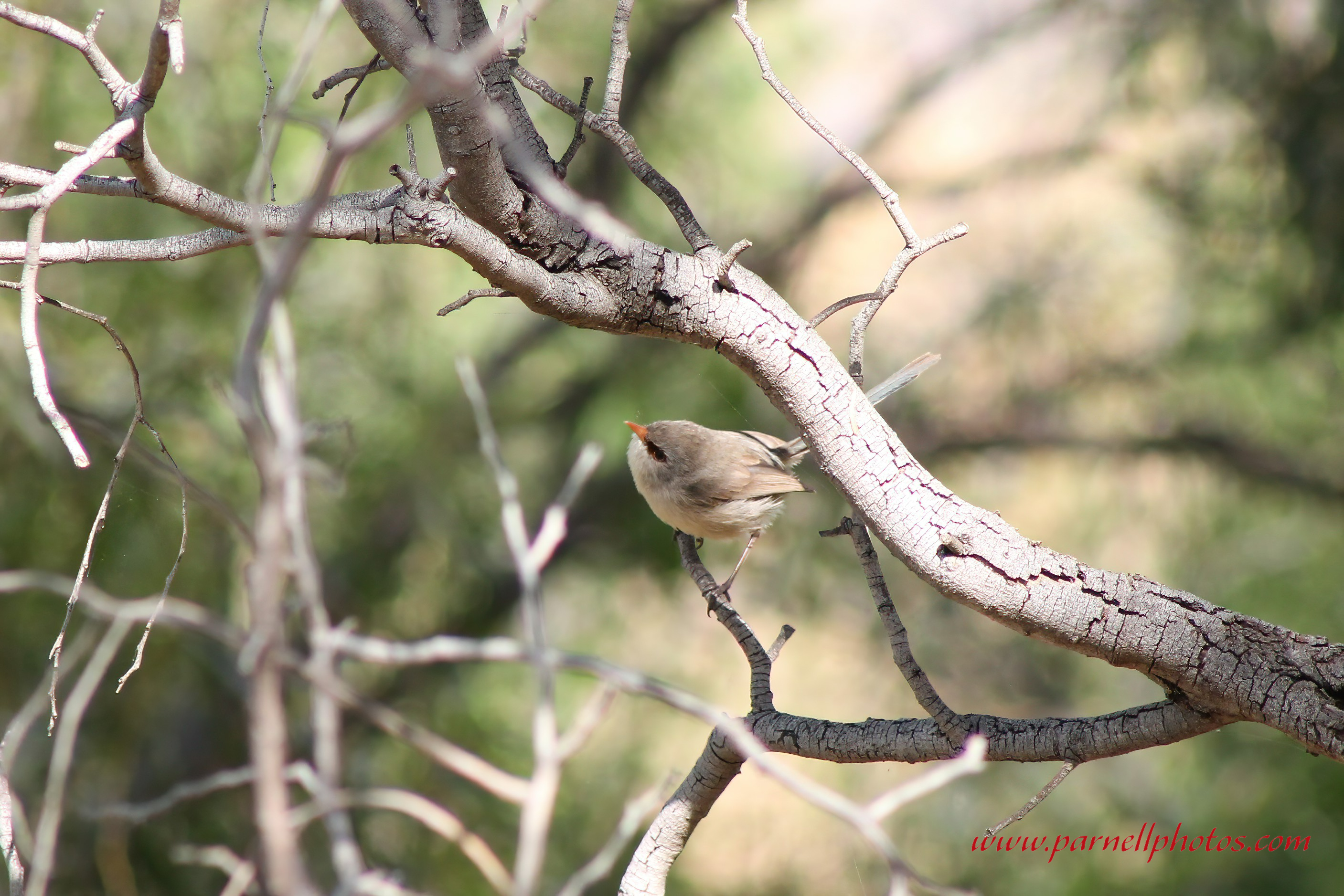 Variegated Fairywren in Dead Tree