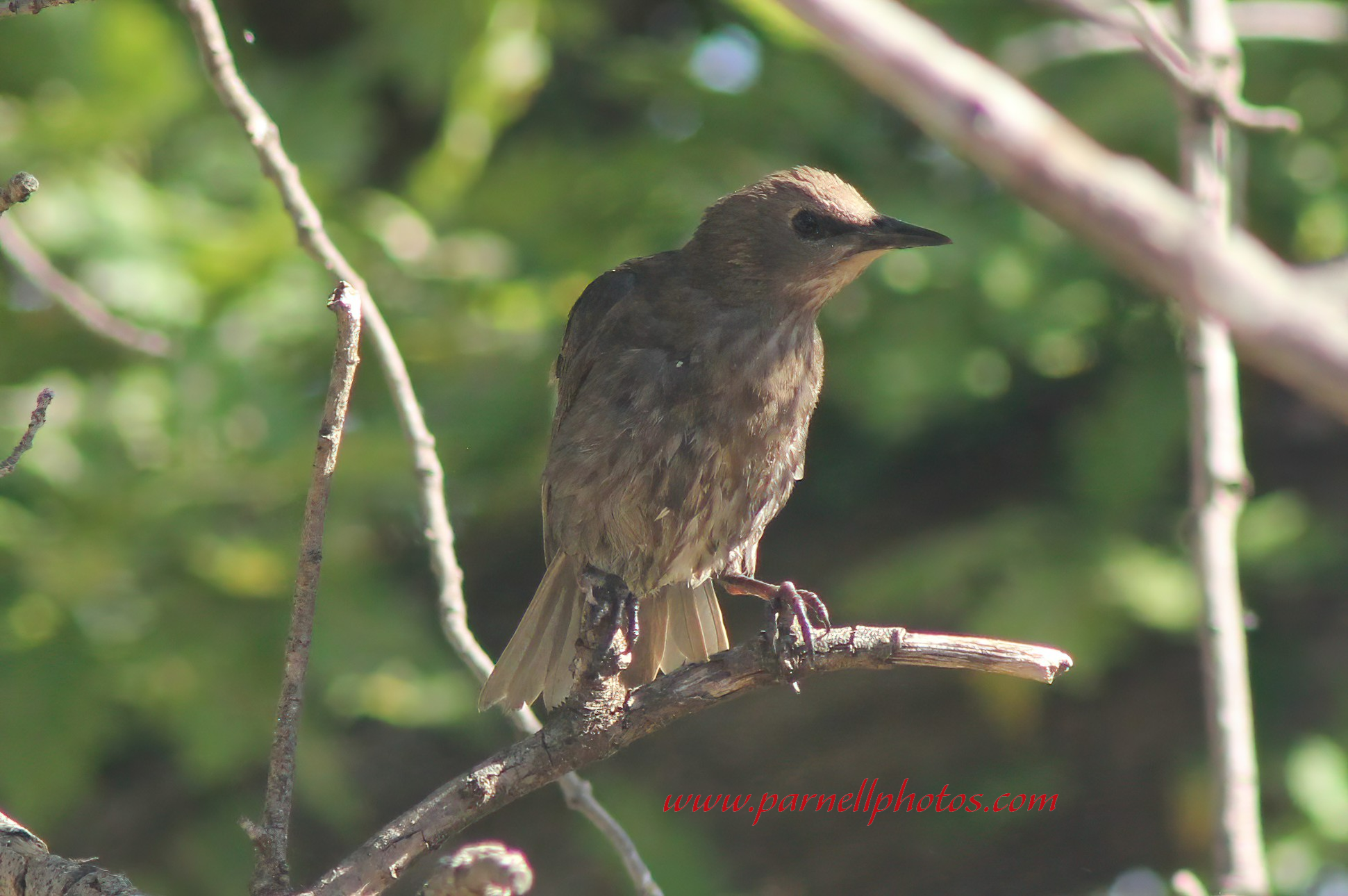 Wet Juvenile Starling