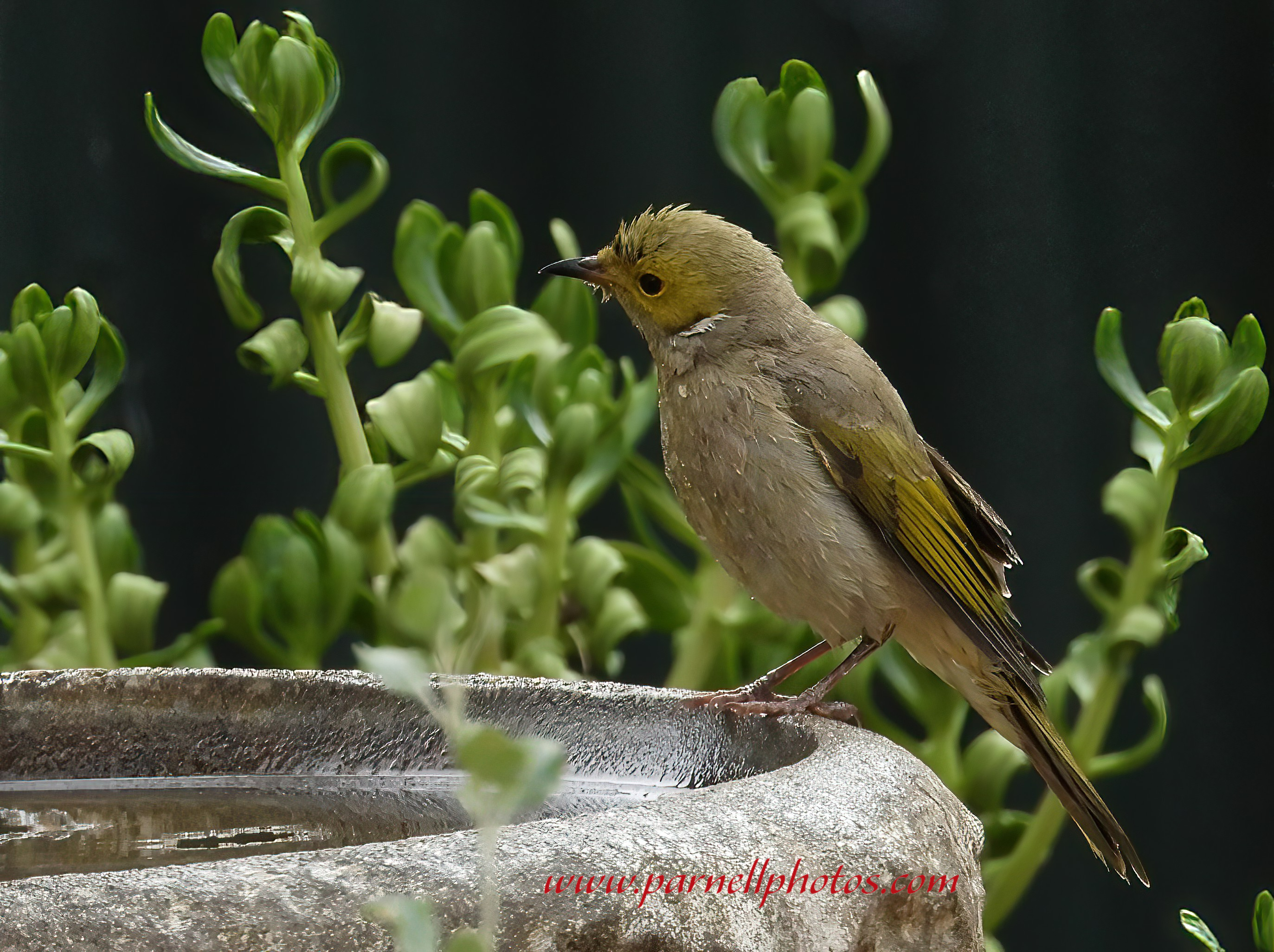 Wet White-plumed Honeyeater