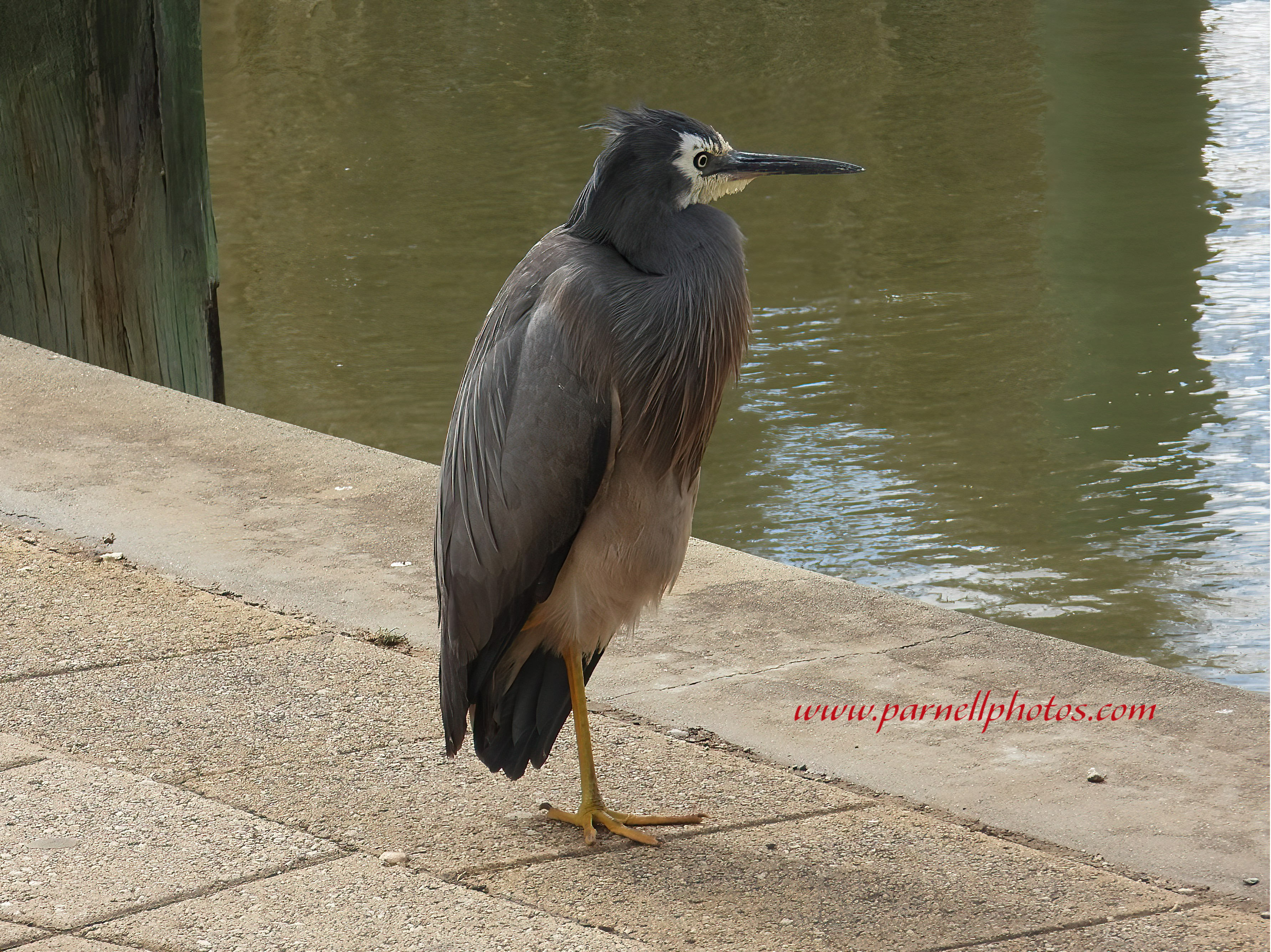 White-faced Heron Snuggle