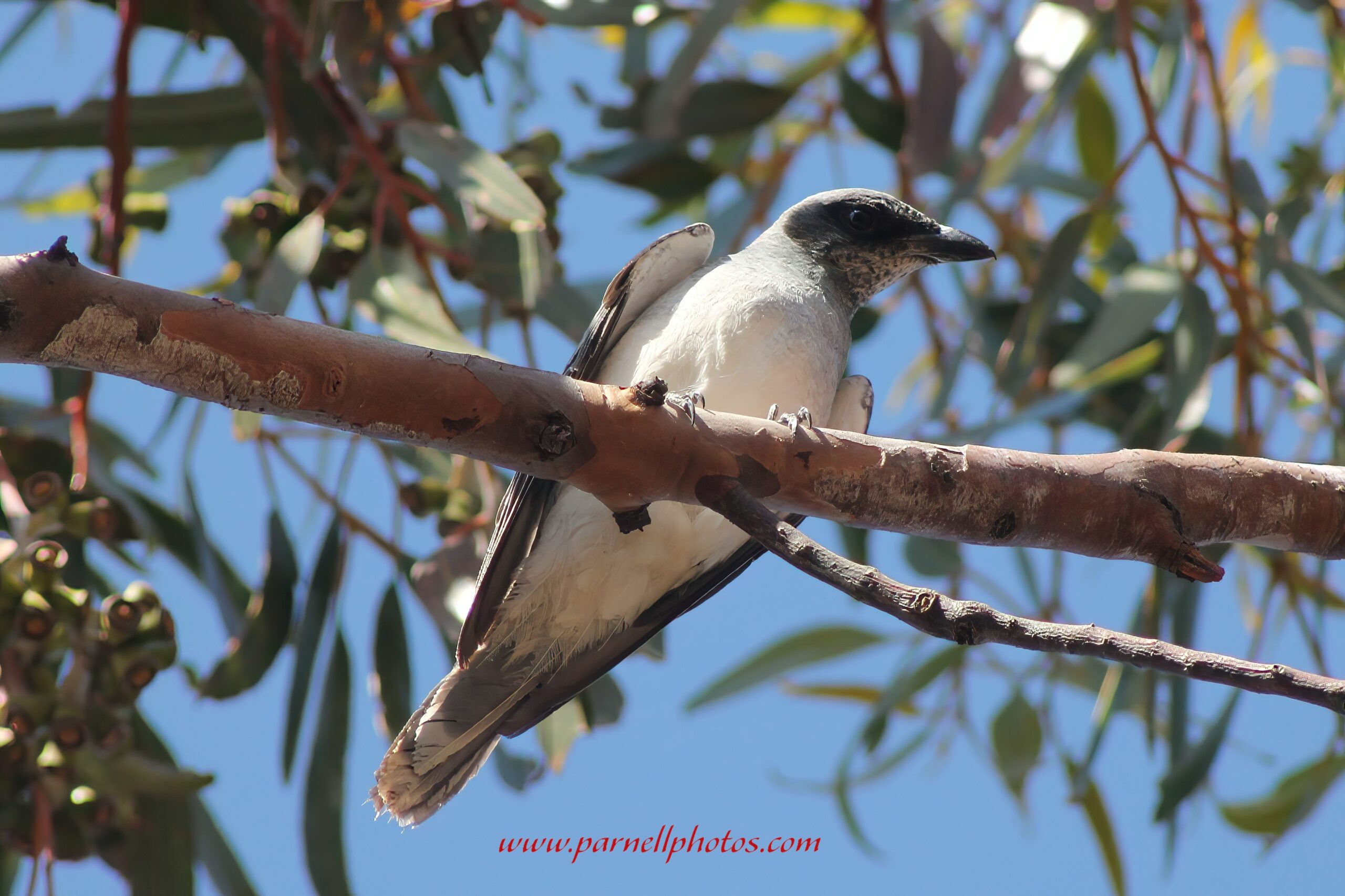 White-bellied Cuckooshrike