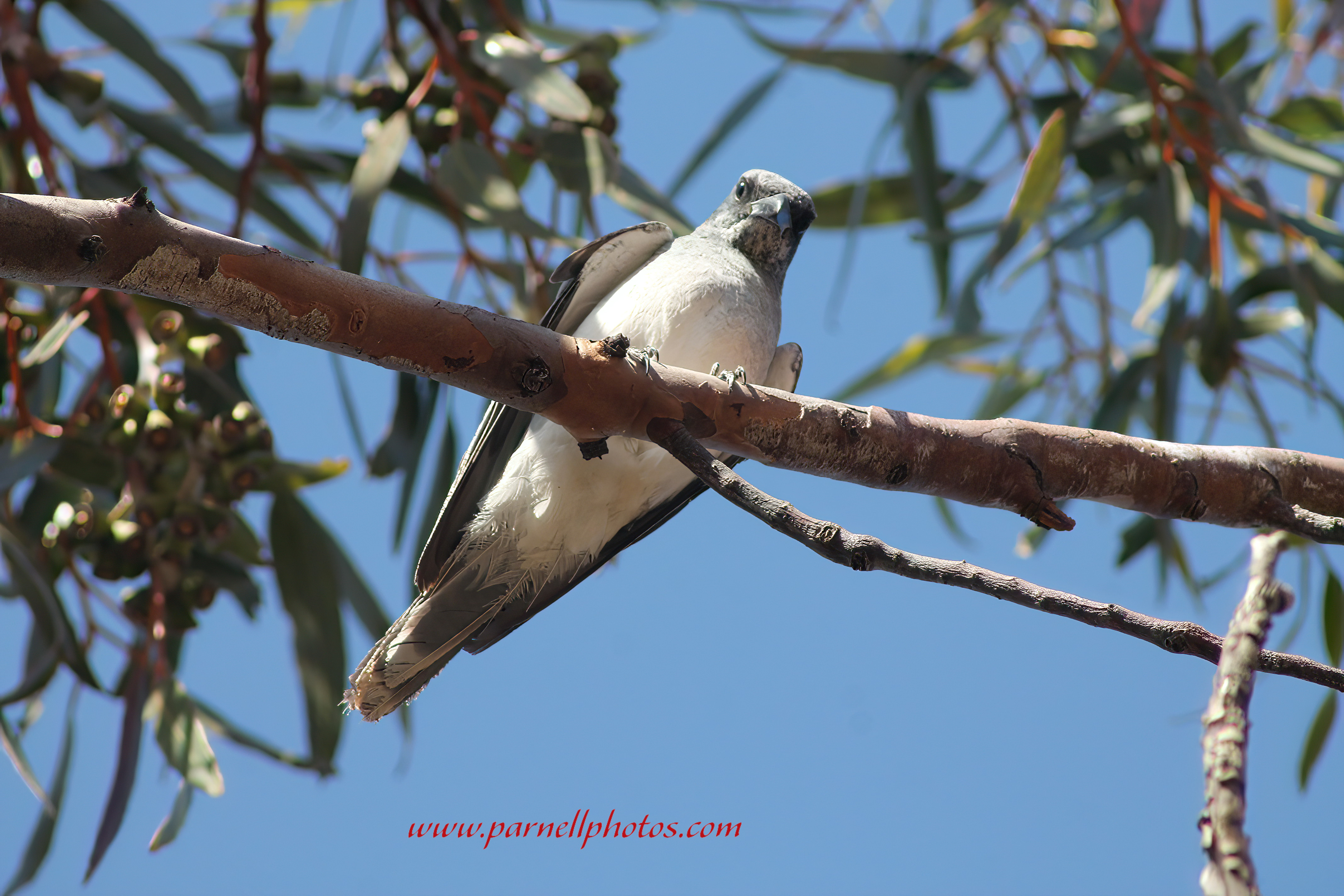 White-bellied Cuckooshrike in Tree