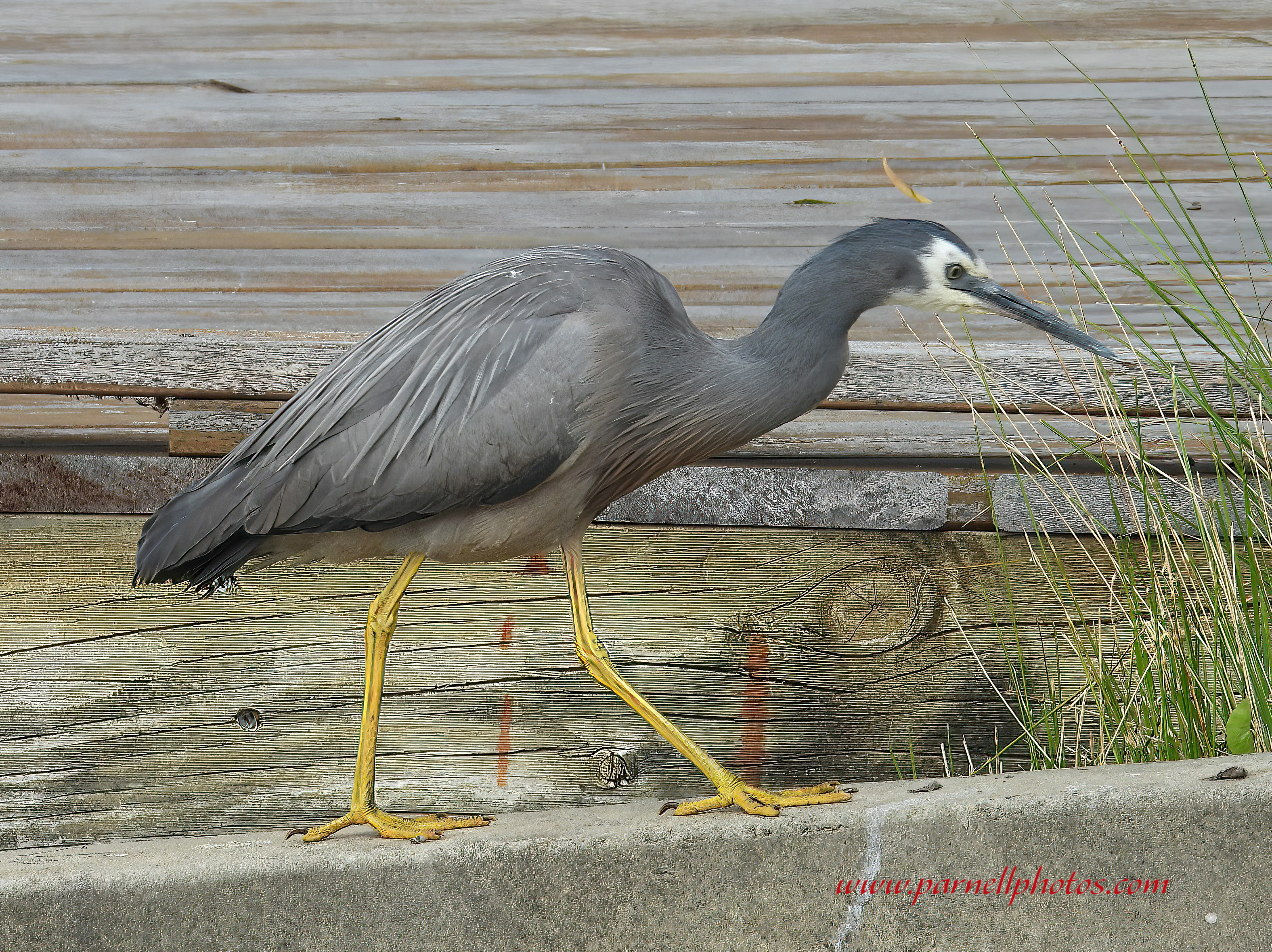 White-faced Heron Walking