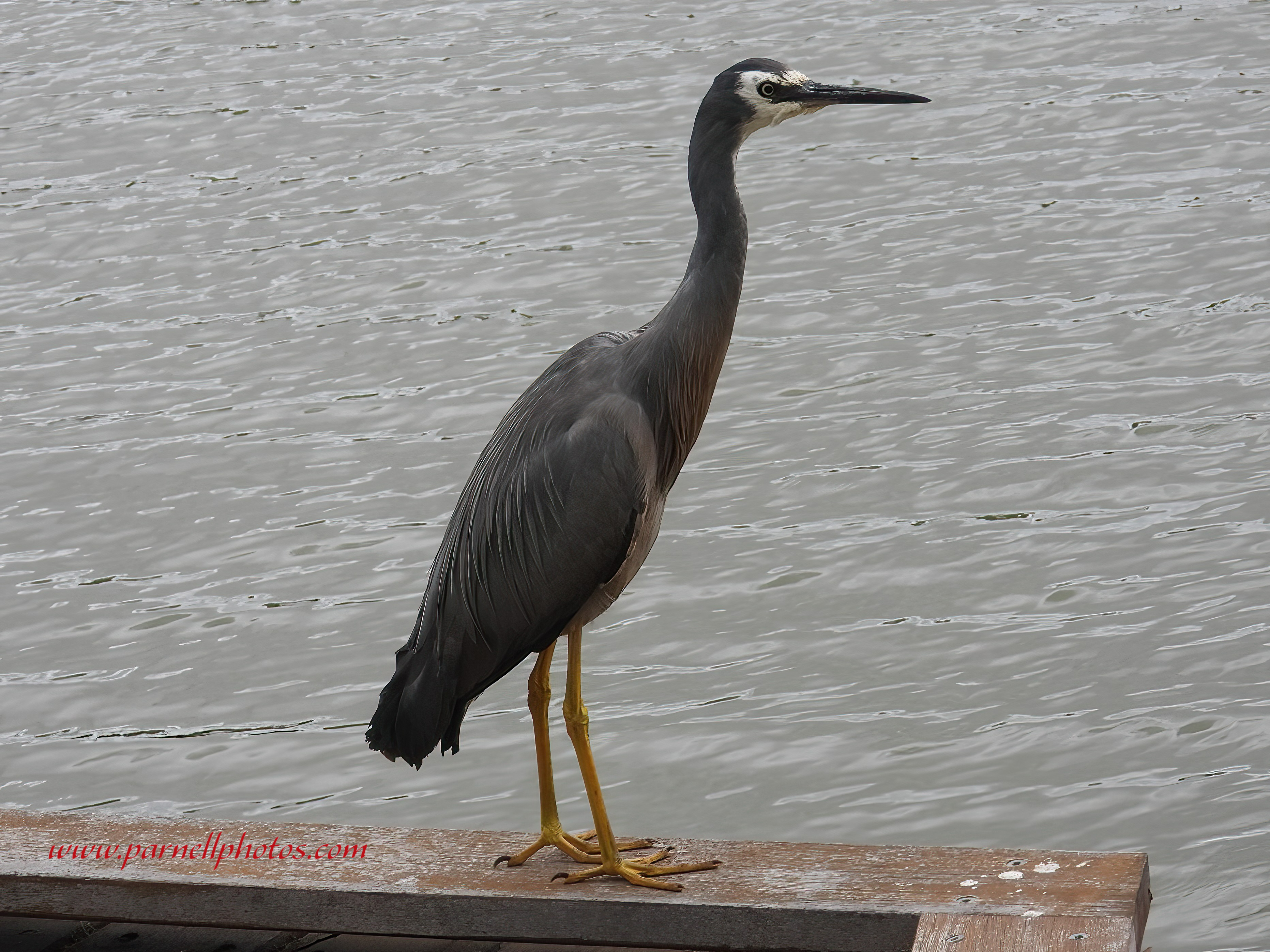 White-faced Heron