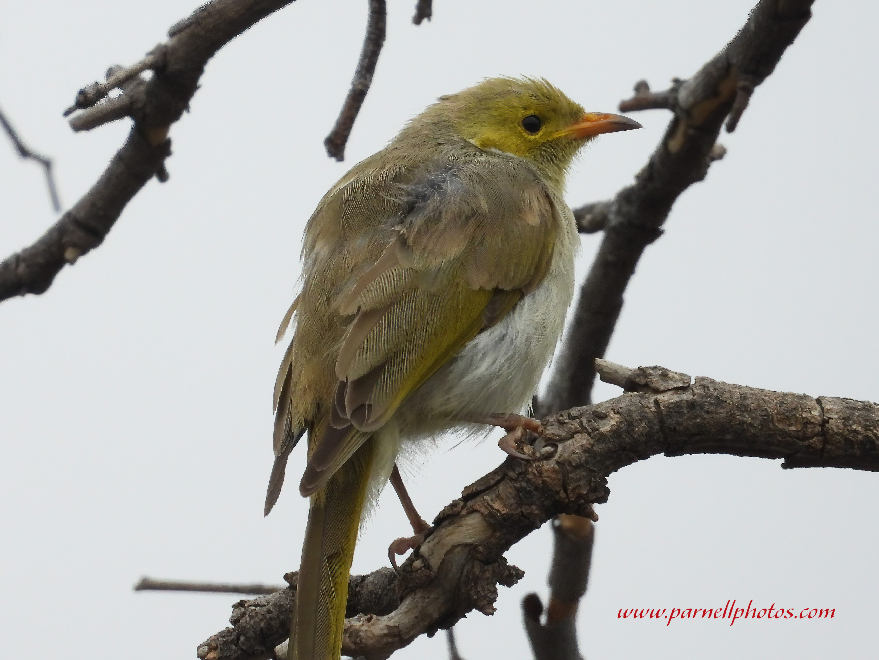 White-plumed Honeyeater on Branch