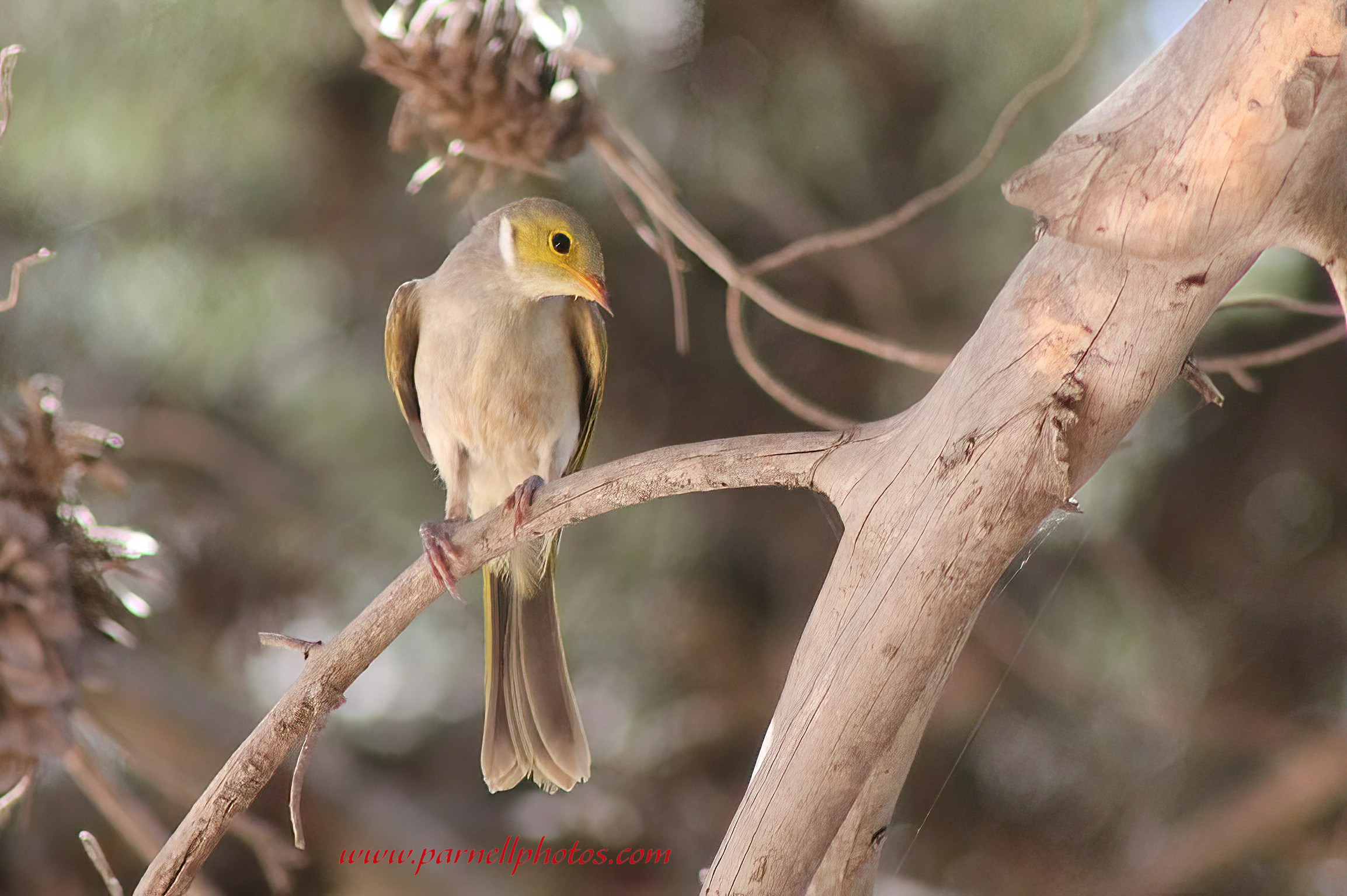 White-plumed Honeyeater Koolunga