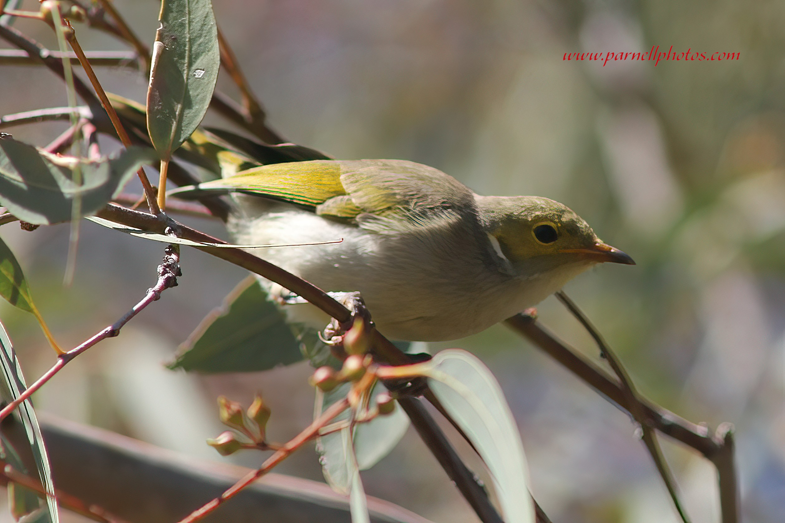 White-plumed Honeyeater Redhill