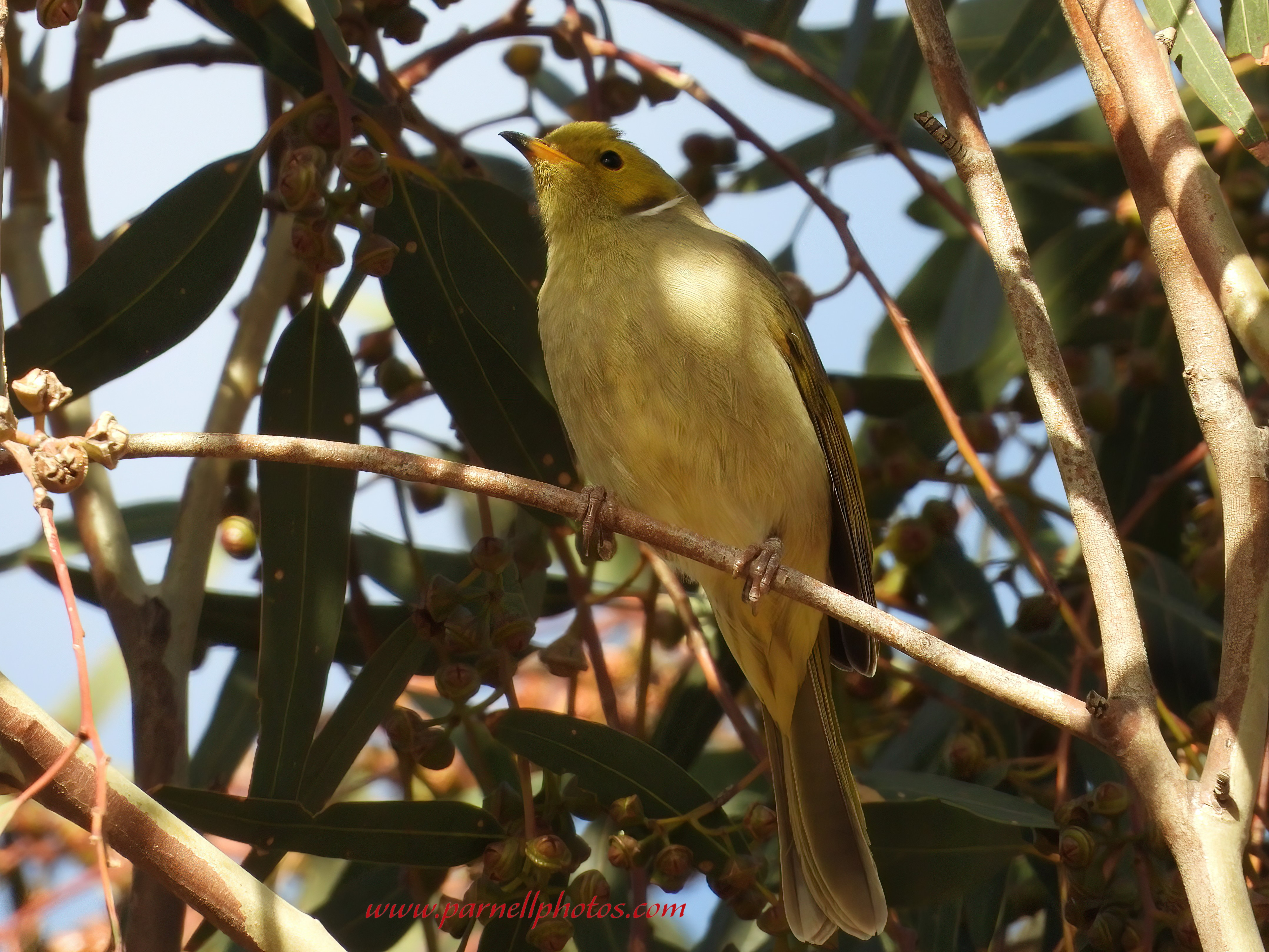 White-plumed Honeyeater Resting